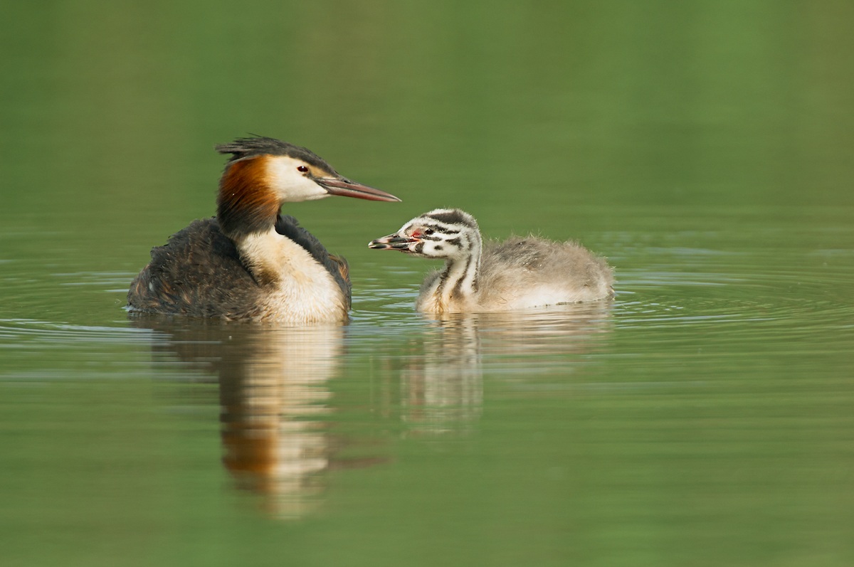 Young grebe