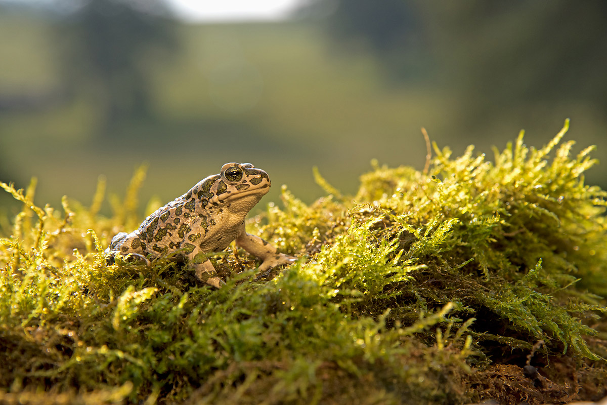 Green toad