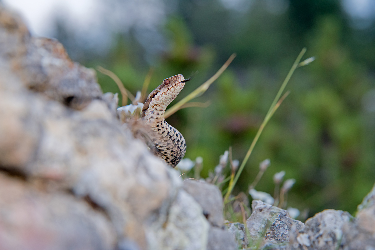 Vipera berus