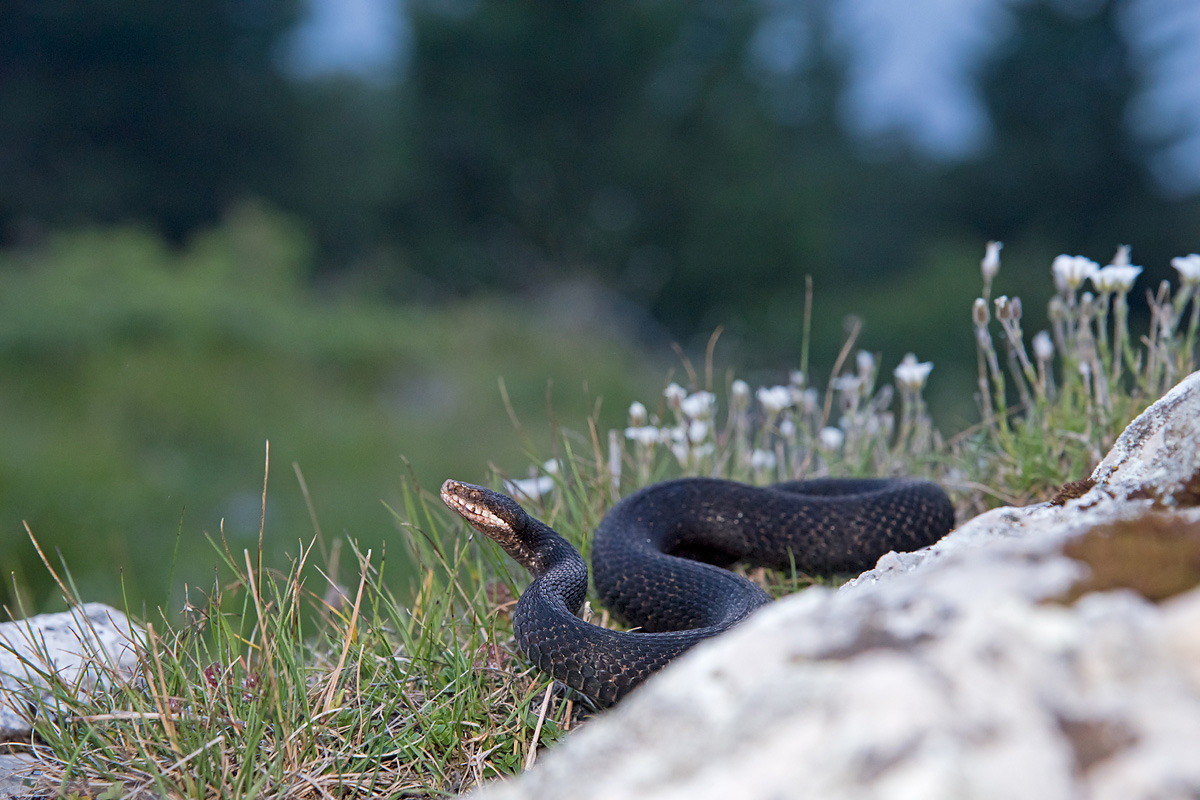 Vipera berus melanotica