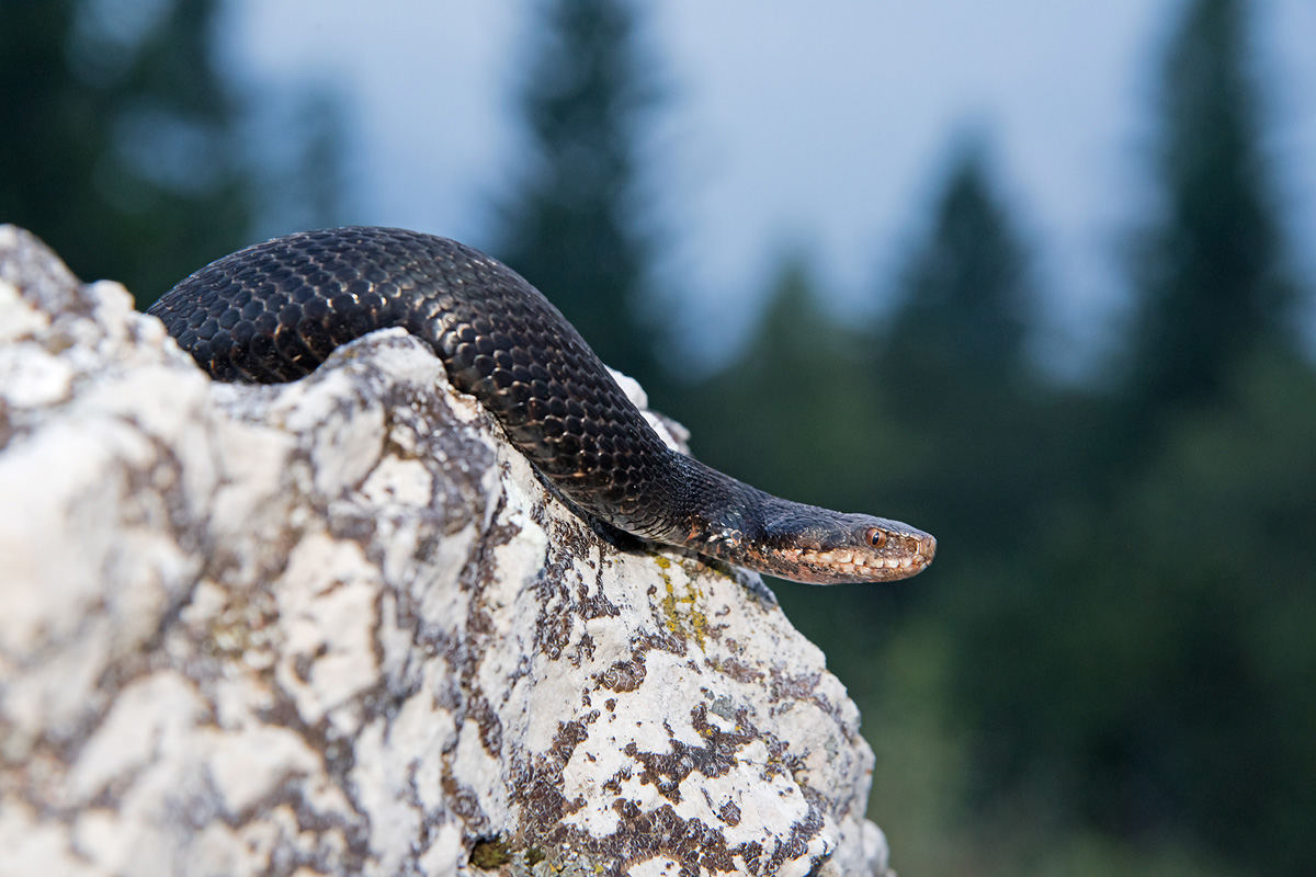 Vipera berus melanotica