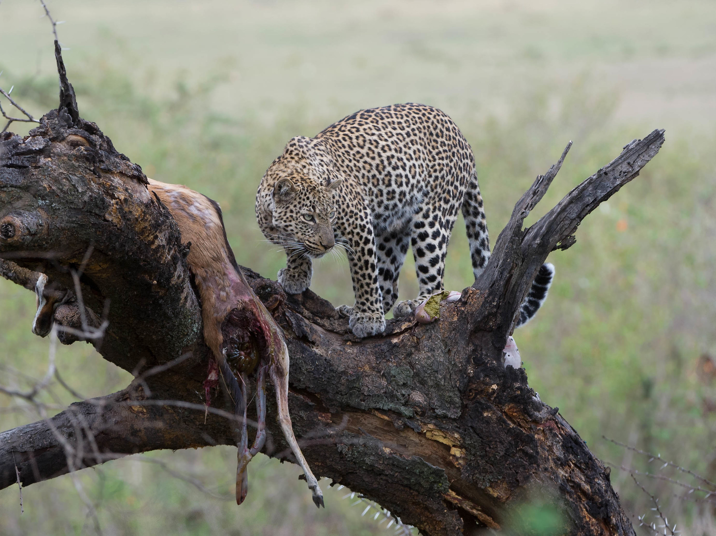 the leopard and its prey