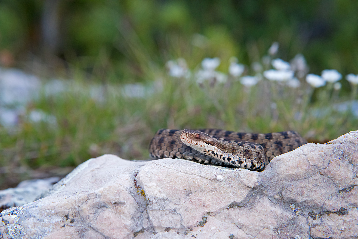 Vipera berus