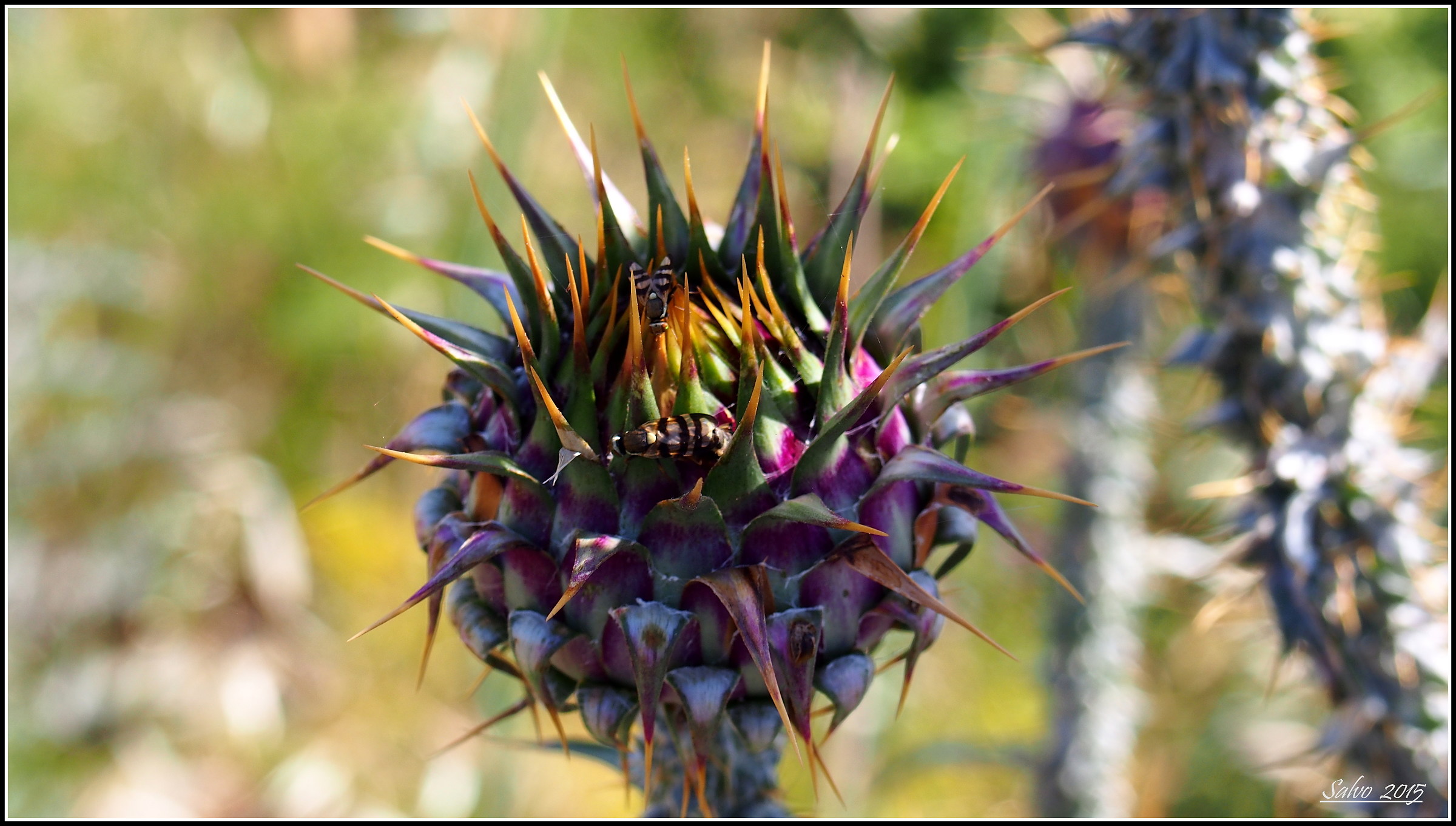 Il Cardo Monti Iblei