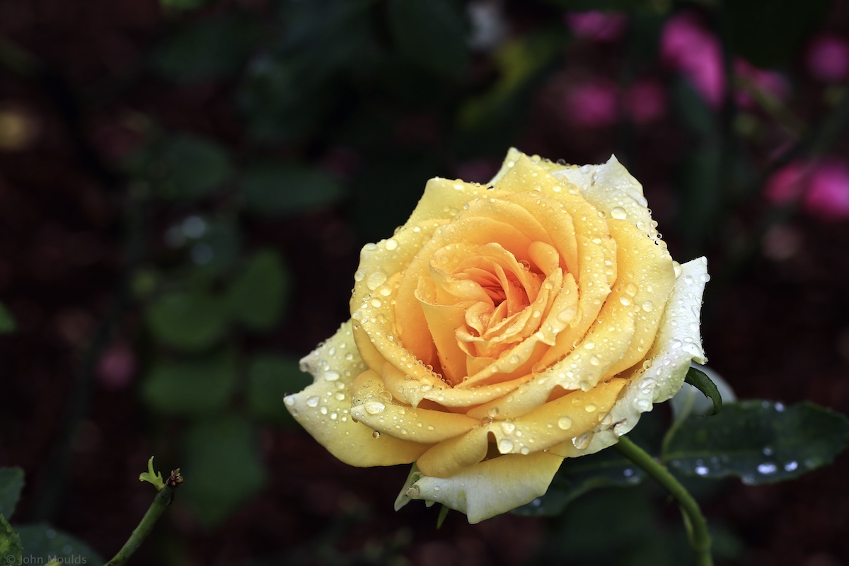 The Yellow Rose of Texas ...