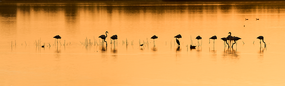 Flamingos at sunset
