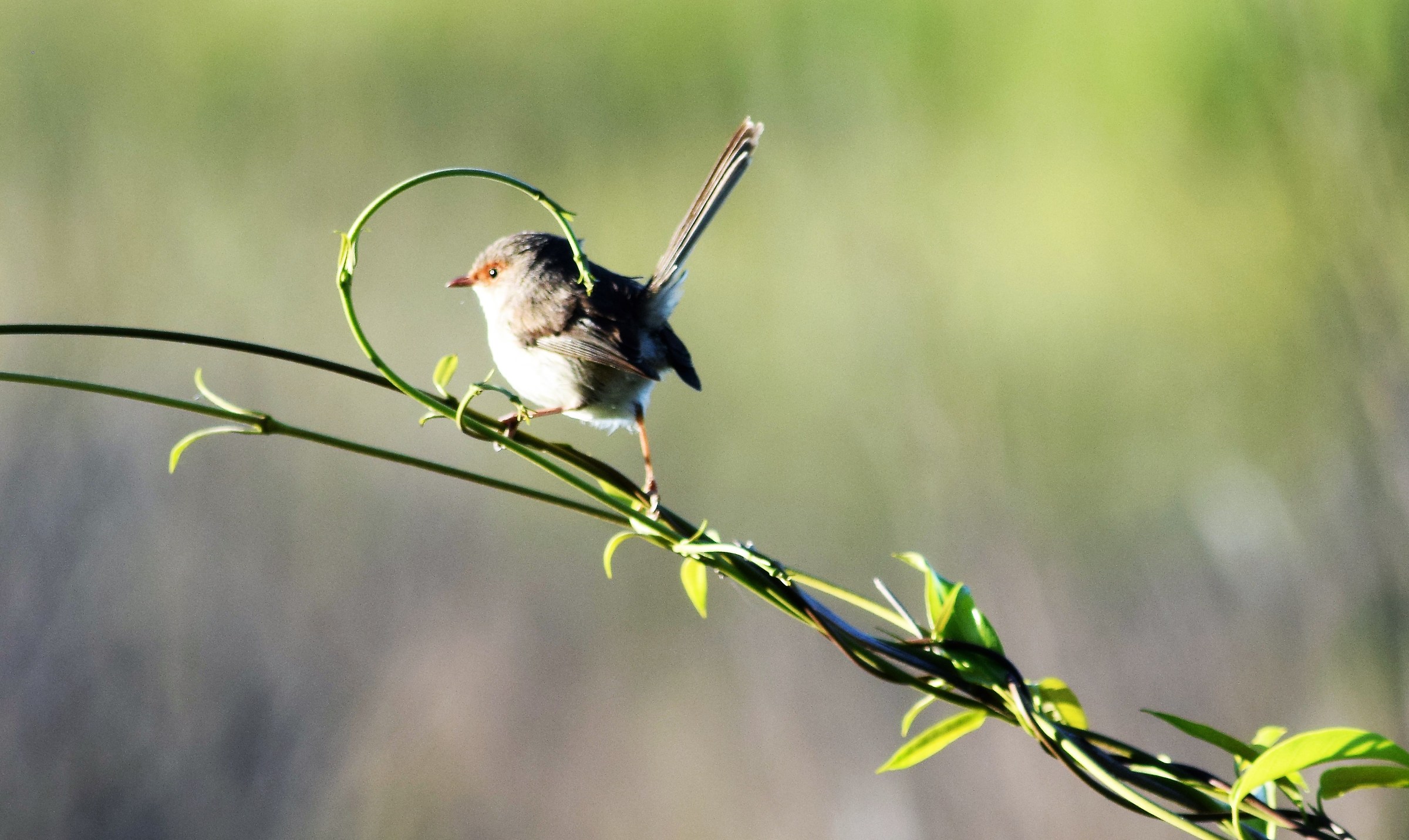 fairy wren
