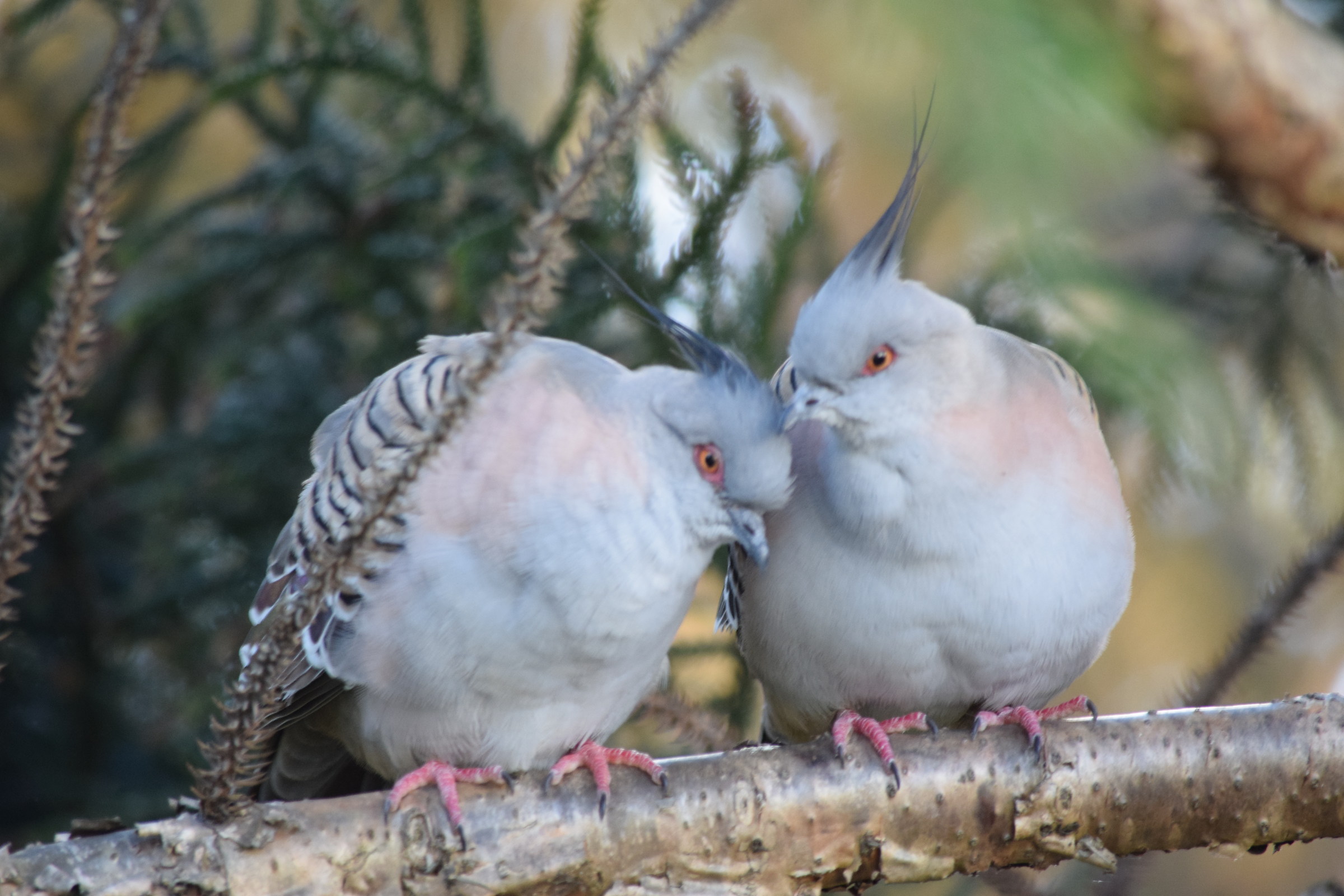 crested pidgeons