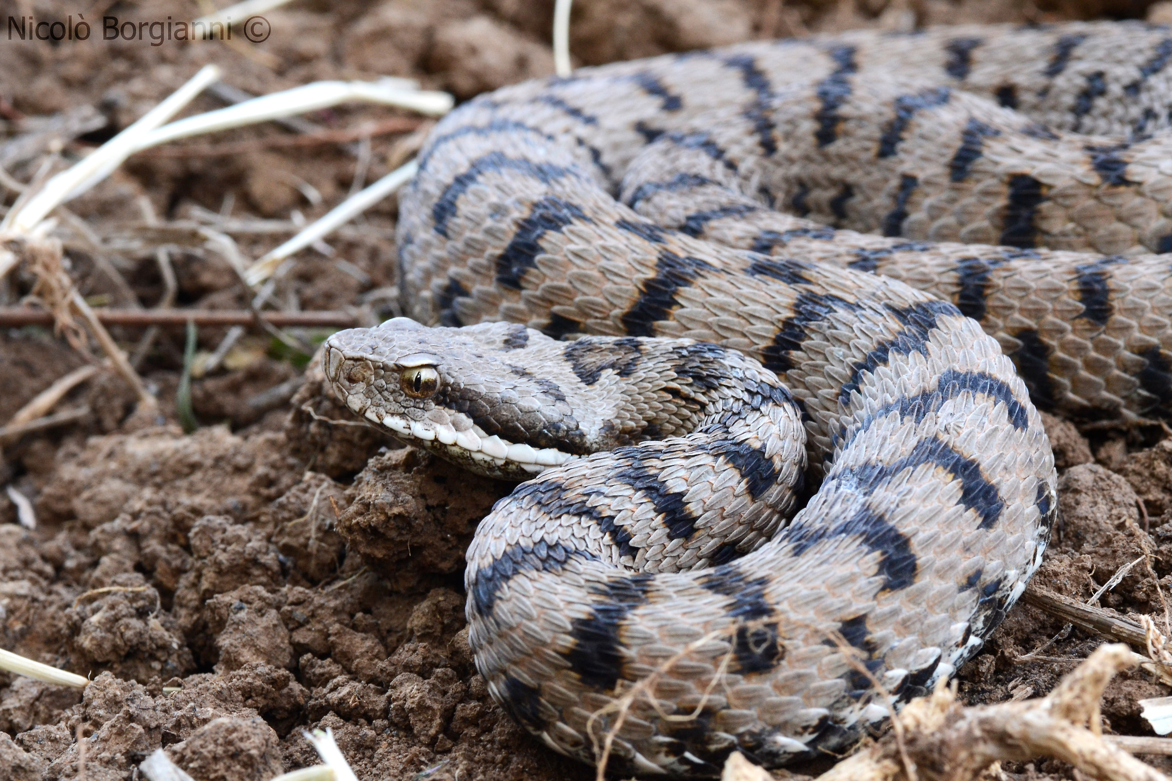 Drago dall'occhio dorato