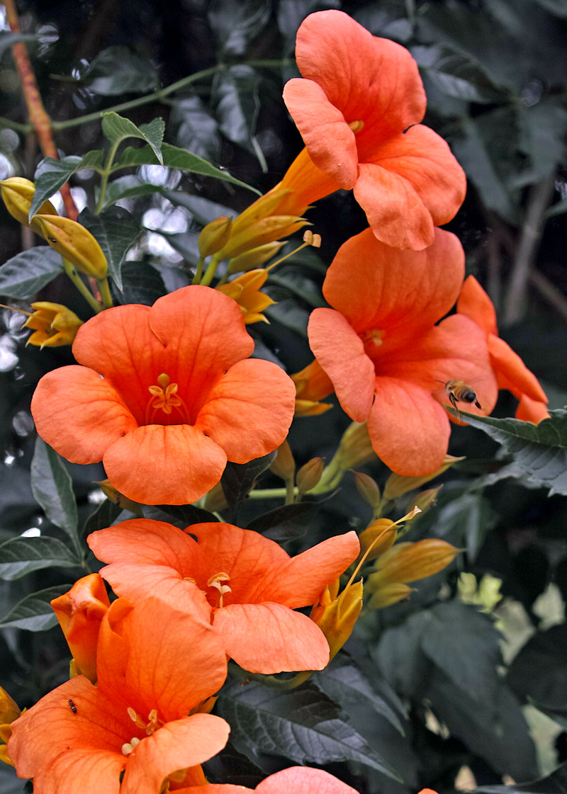 SD1 Merrill - first tests