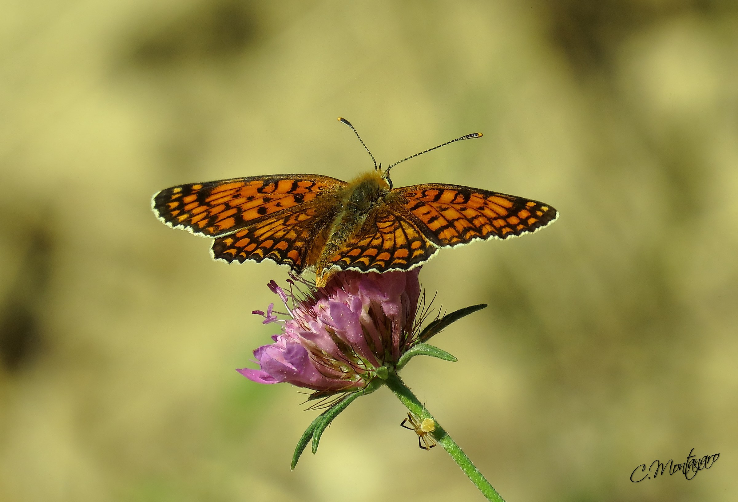 melitaea athalia