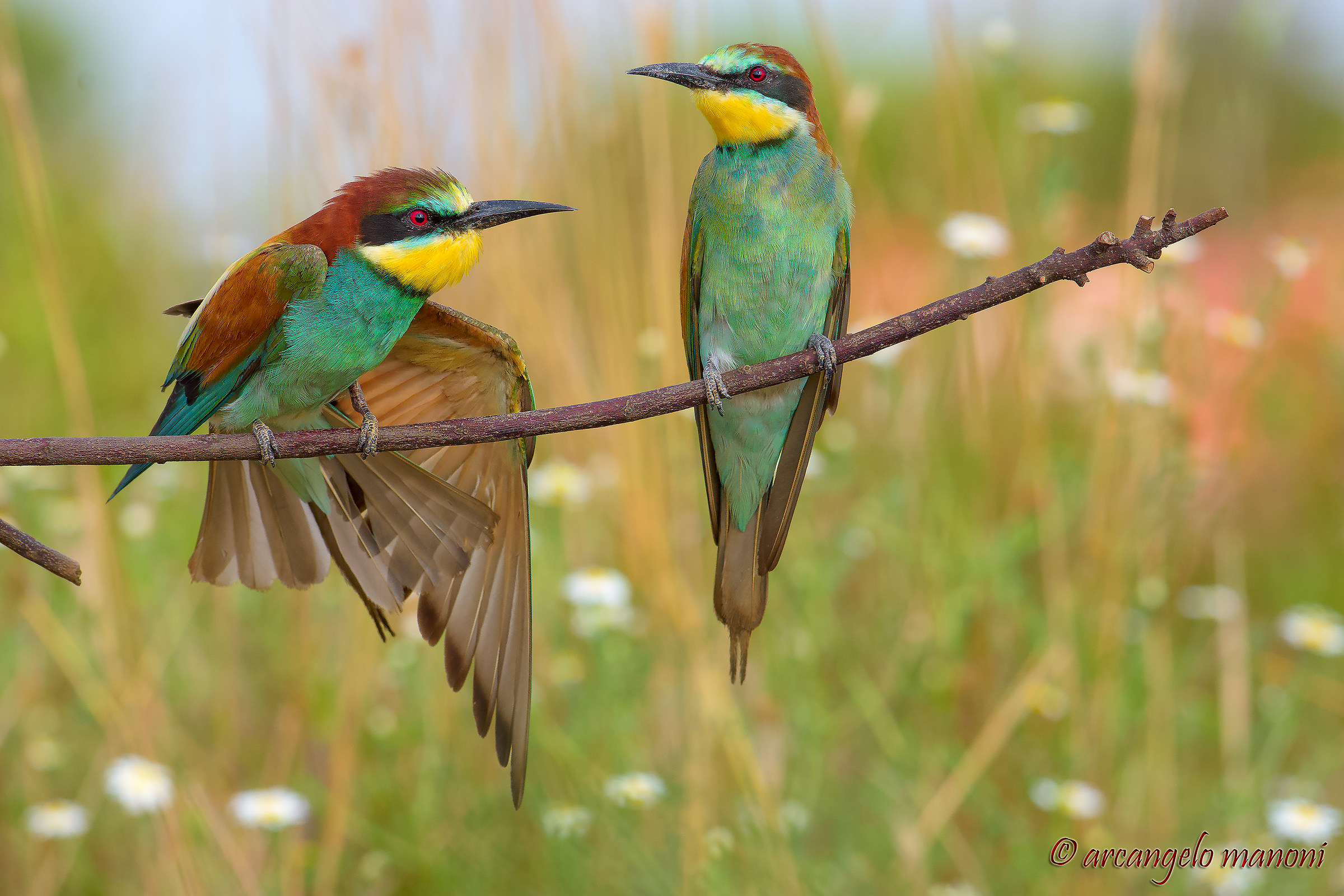 Le sfumature delle penne nel paradiso della camomilla