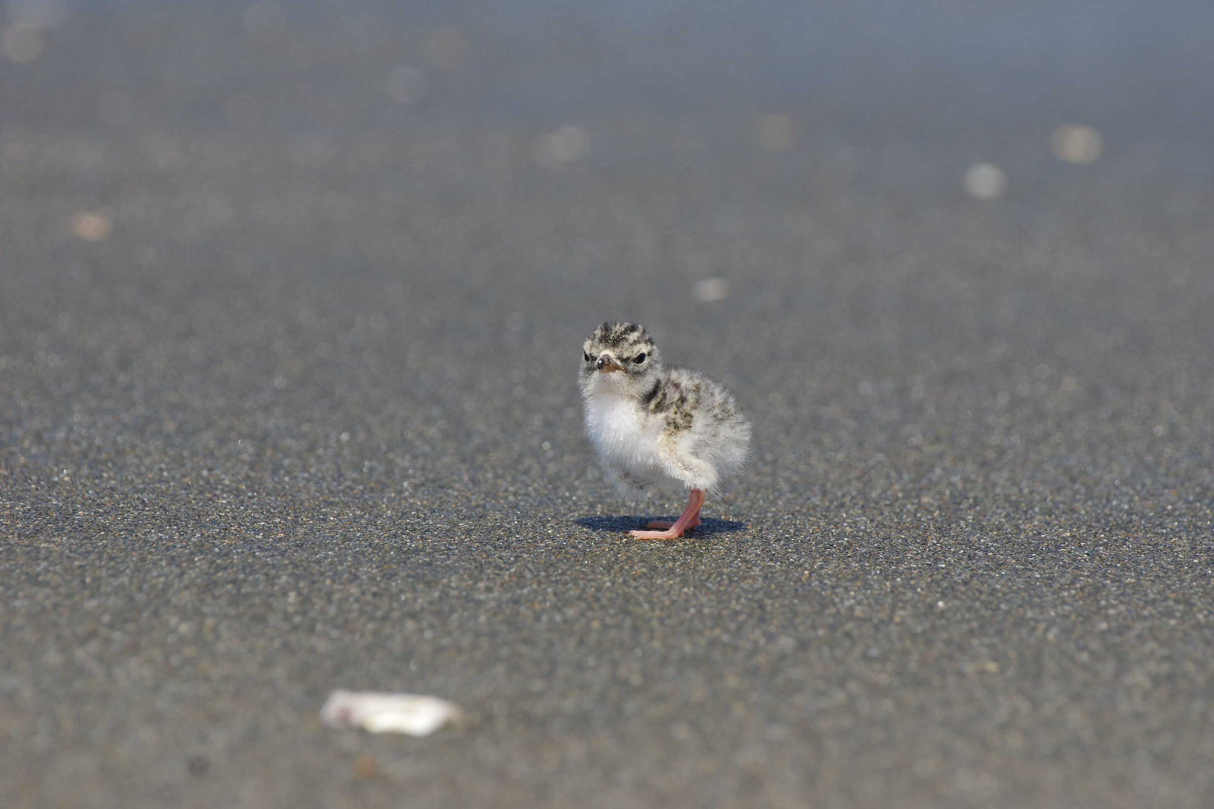 Little Tern(downy chick)