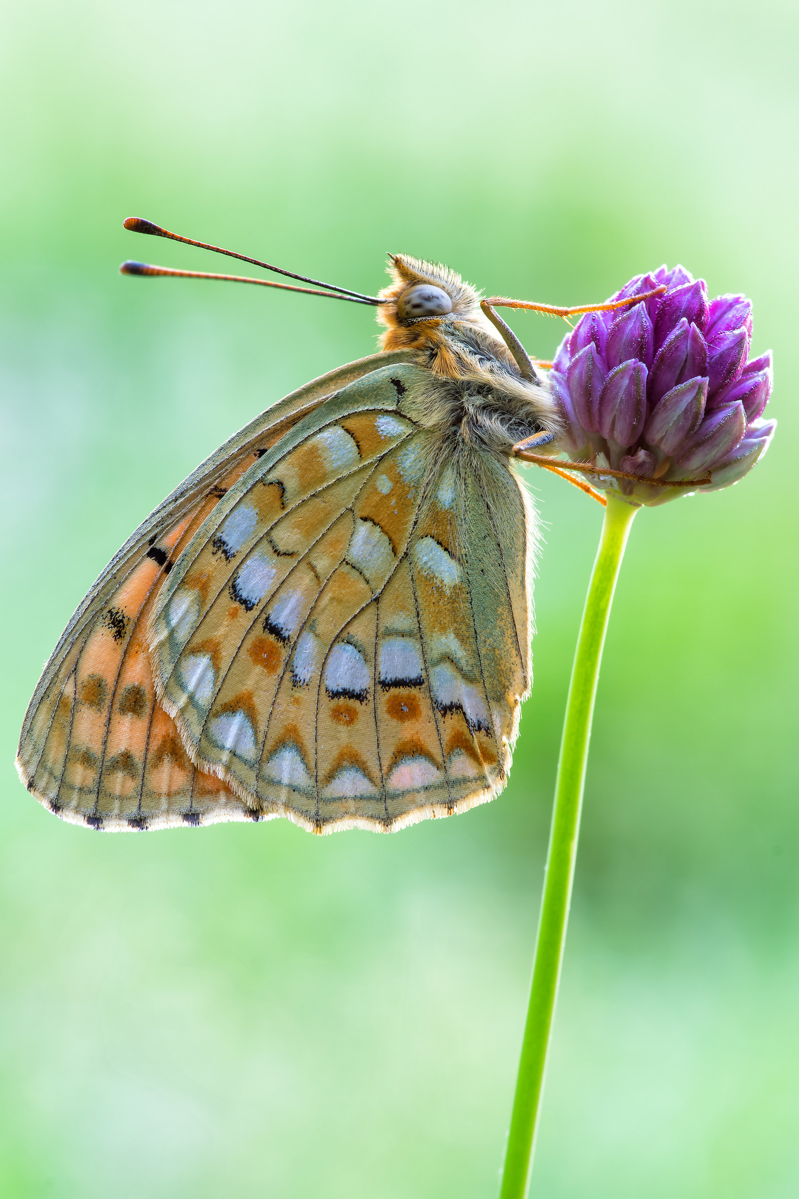 Argynnis niobe in controluce