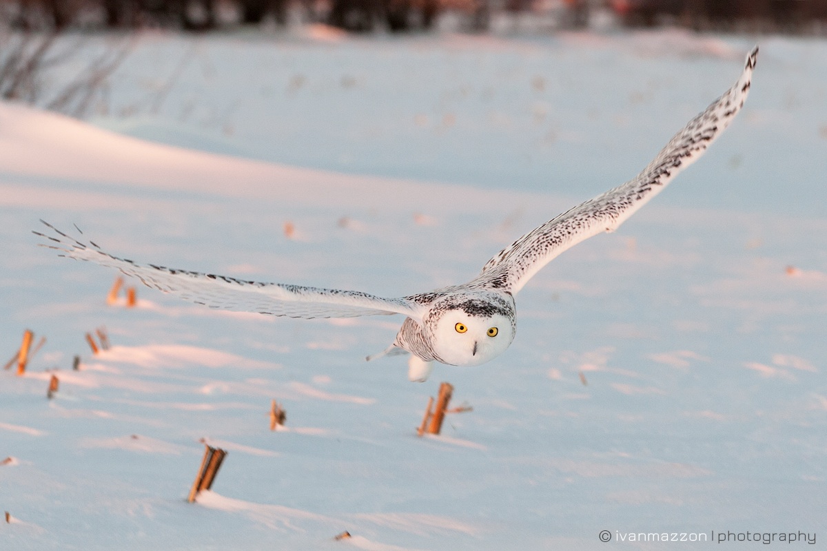 Snowy Owl