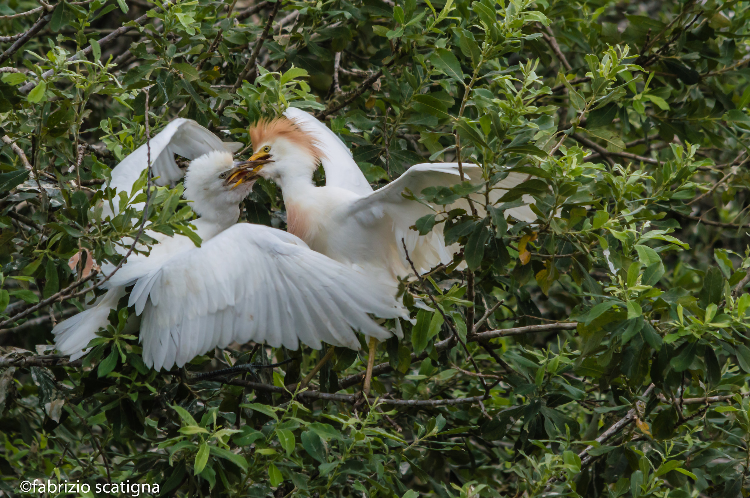 heron guardabuoi_imbeccata