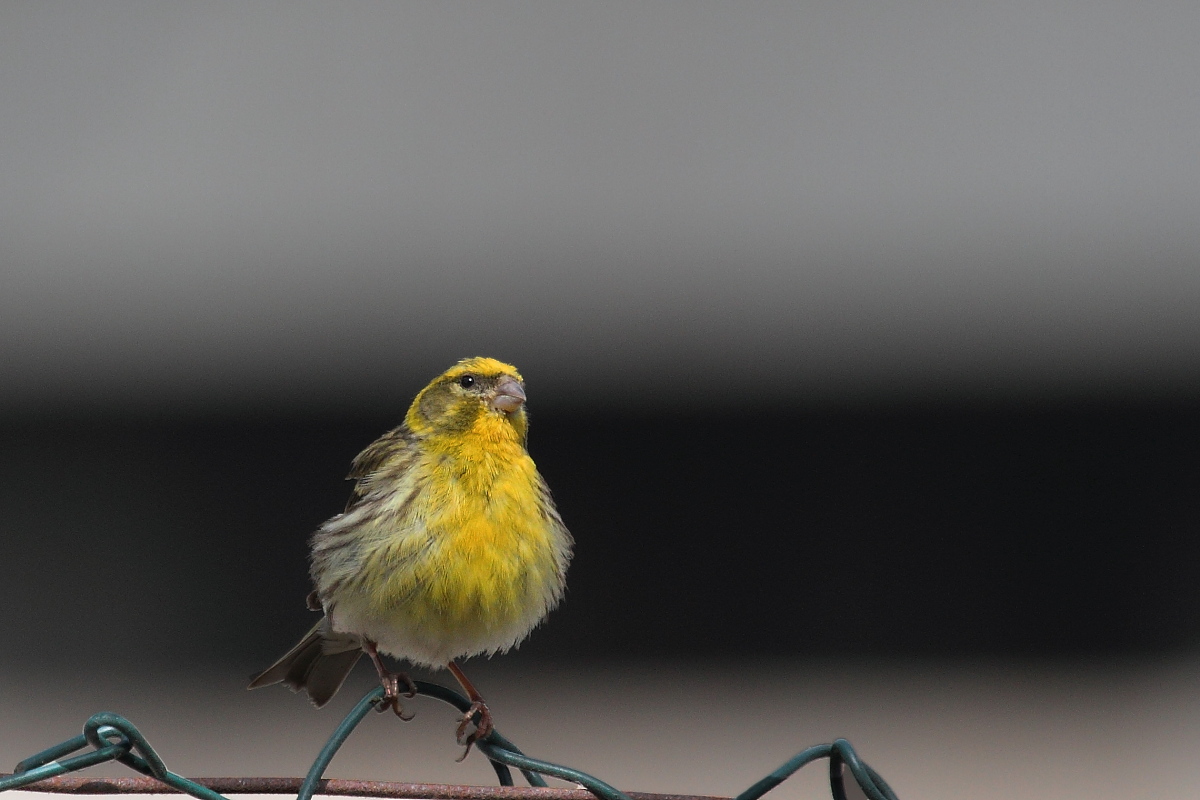 Aspettando il temporale
