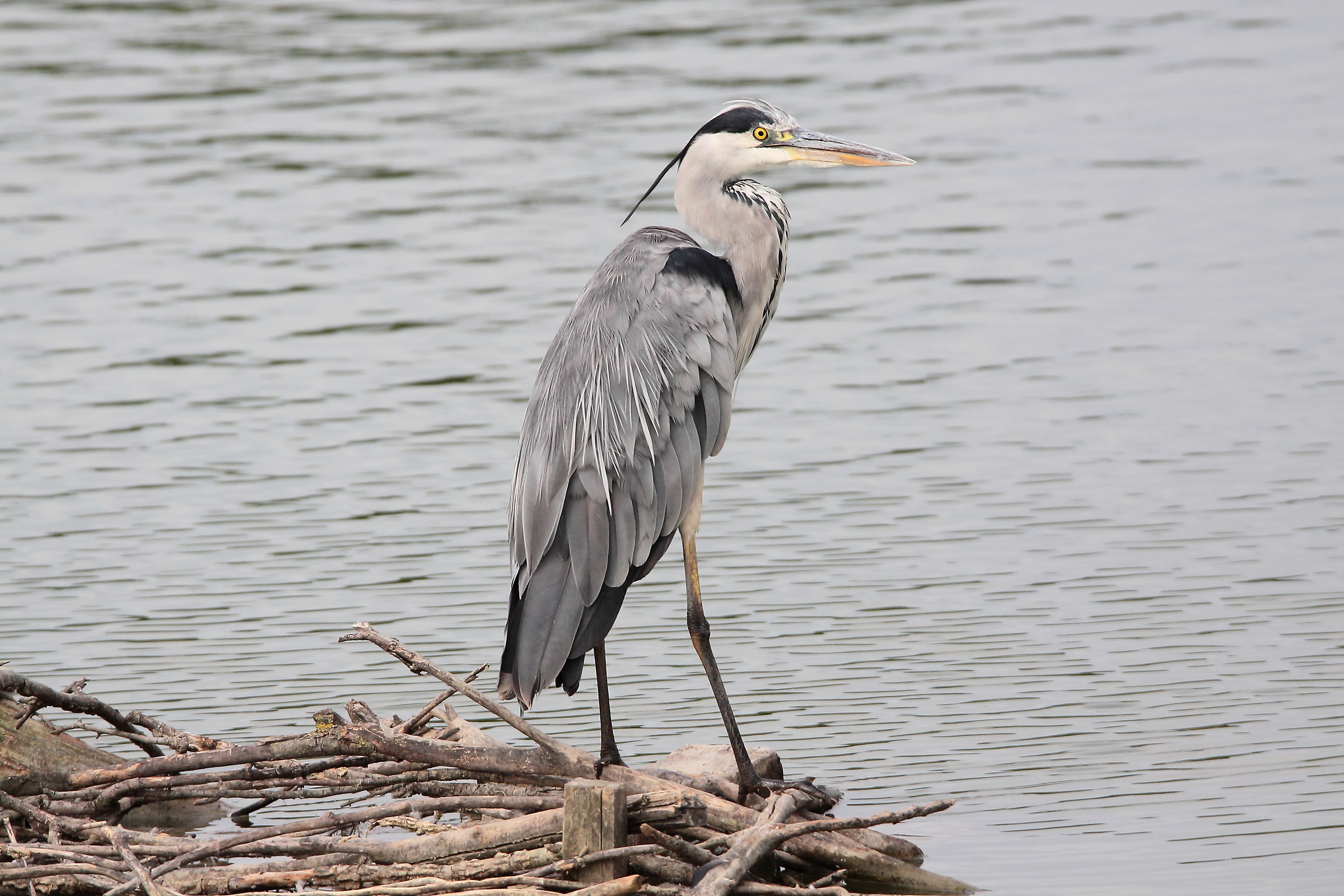 Gray Heron