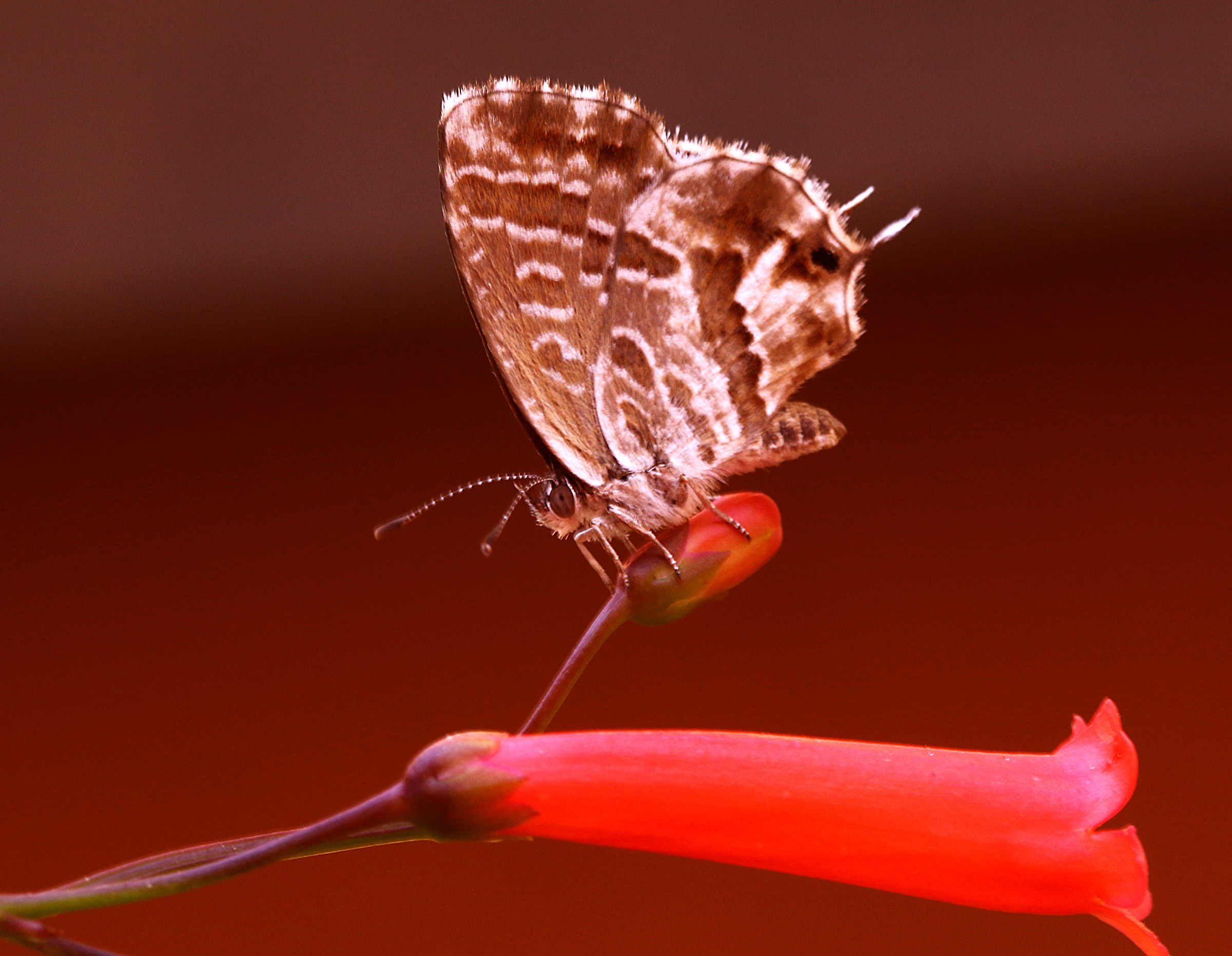 Butterfly of Gerani?