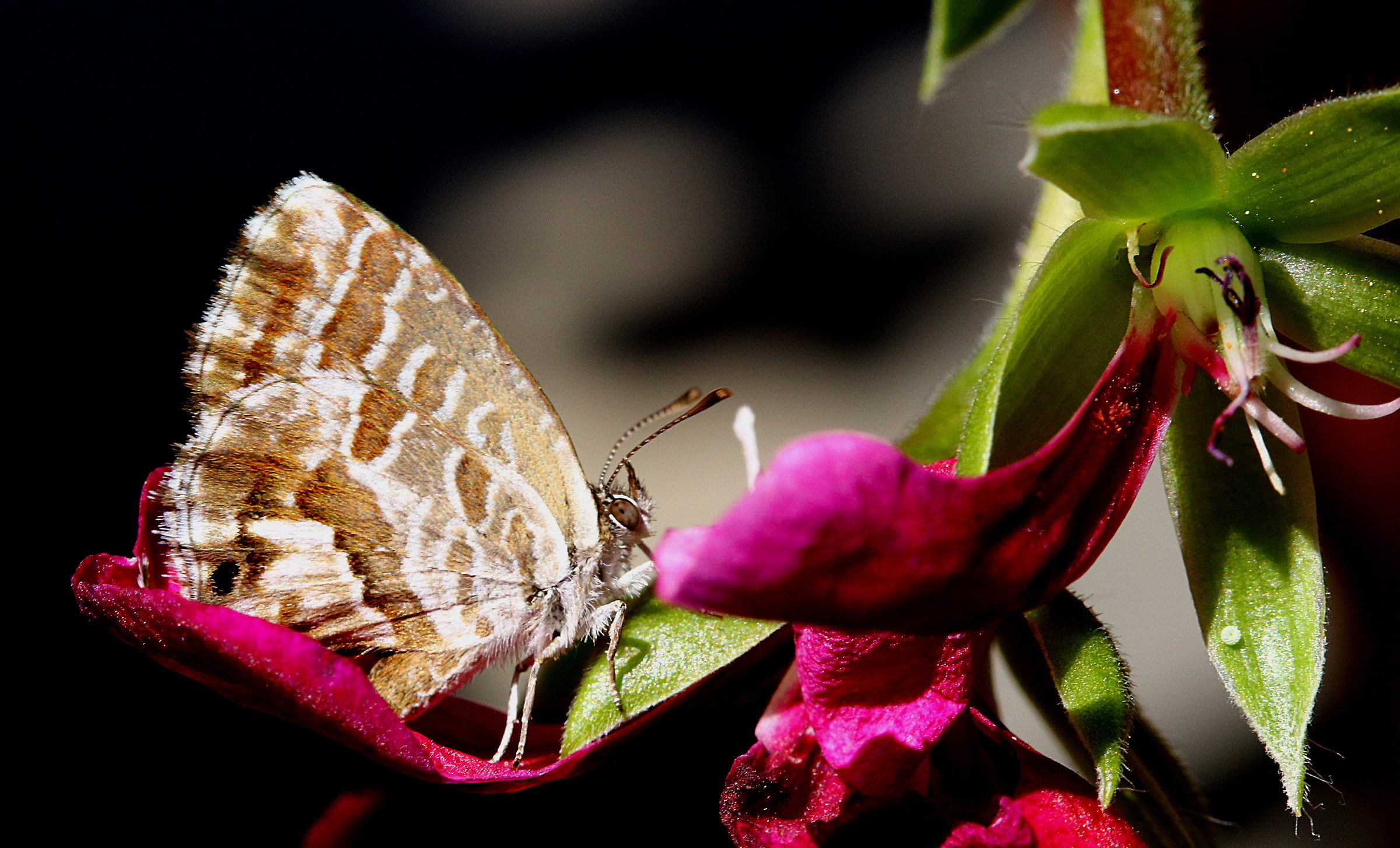 Butterfly on flower.
