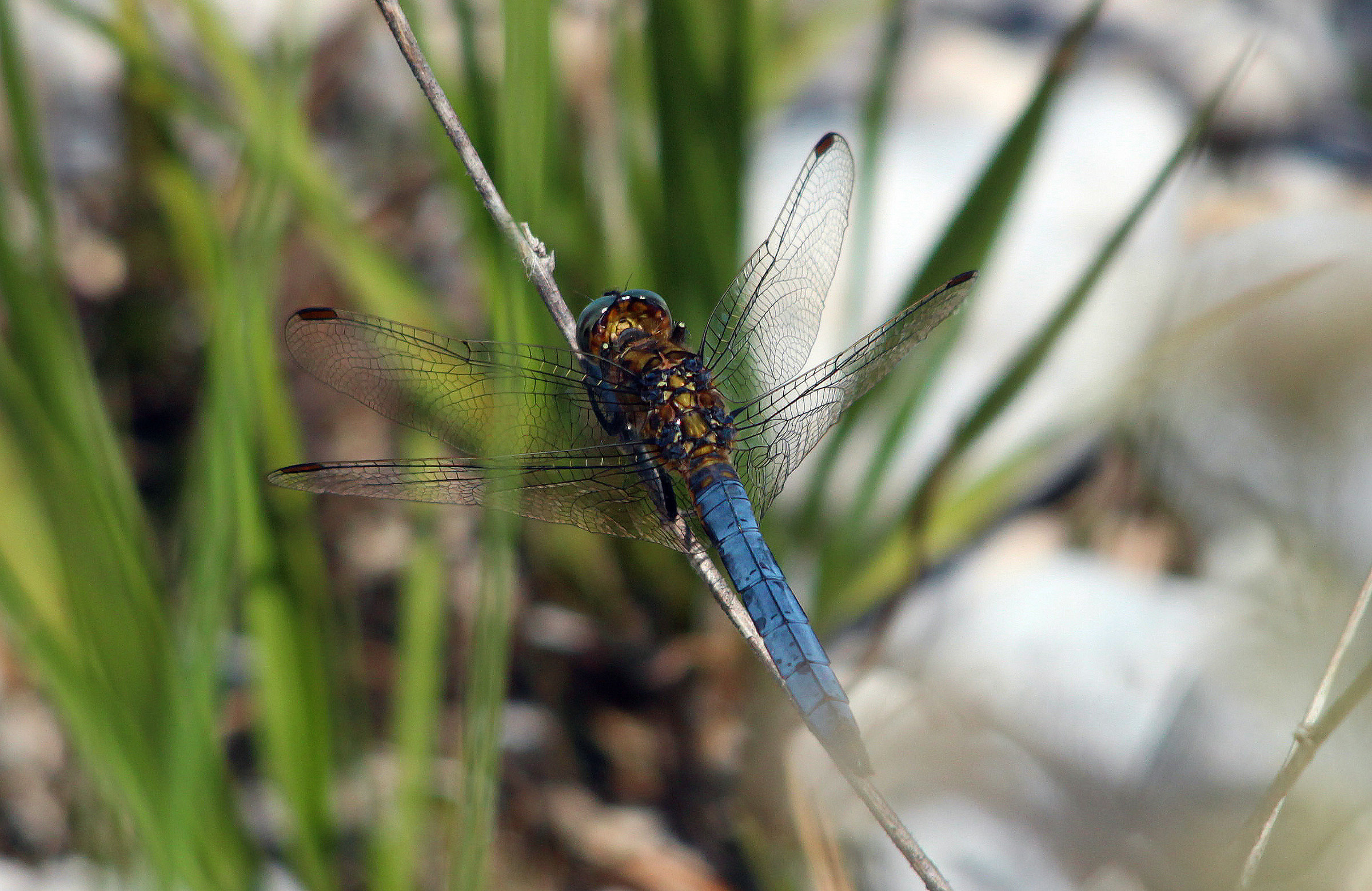 Libellula grande blu