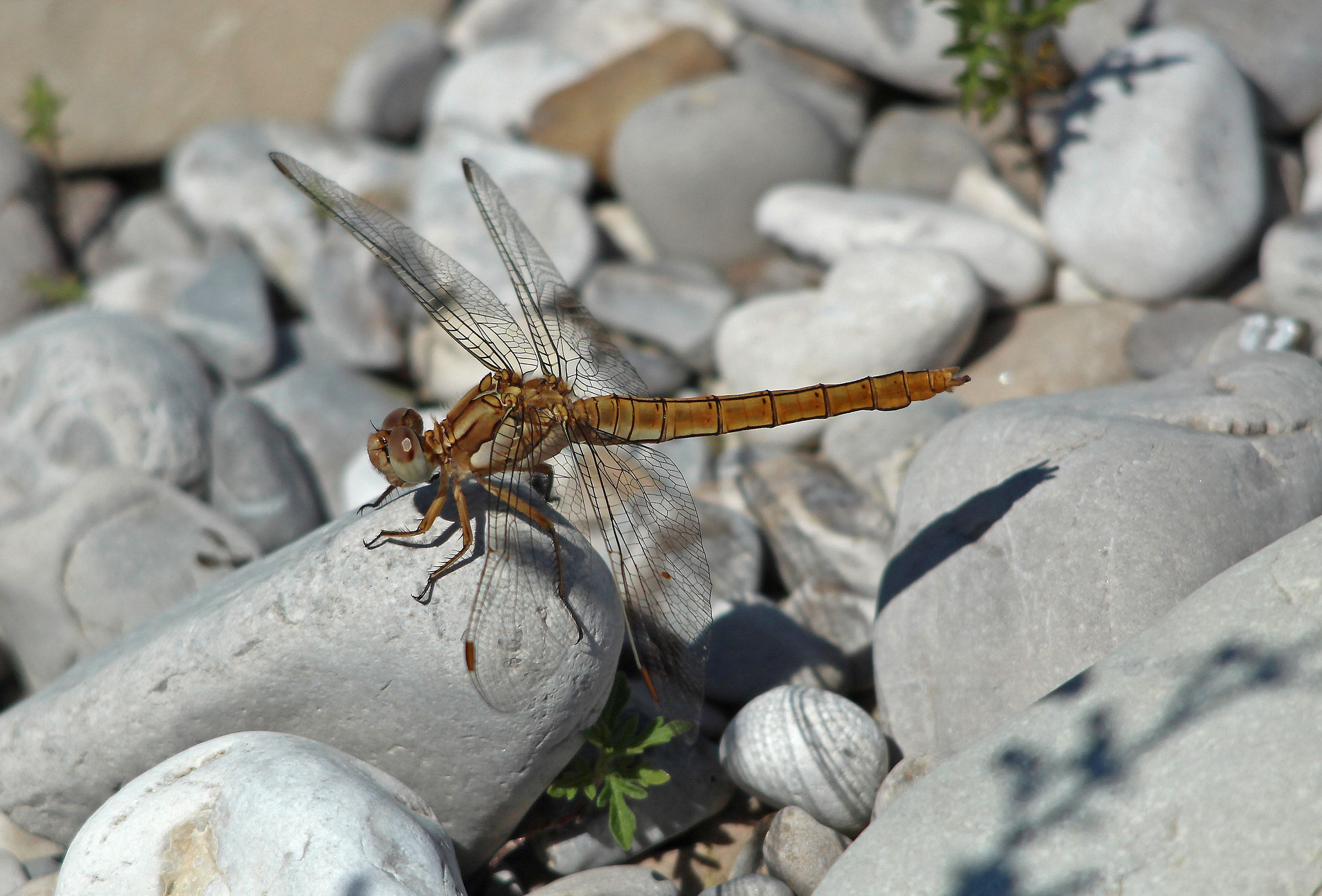 Libellula marron