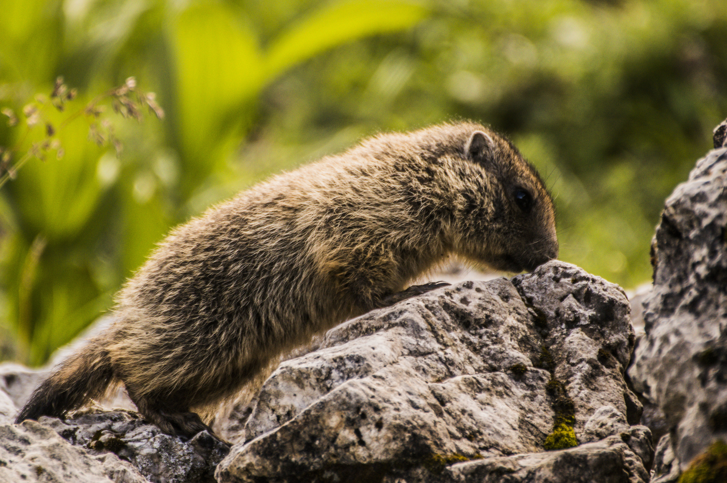marmot