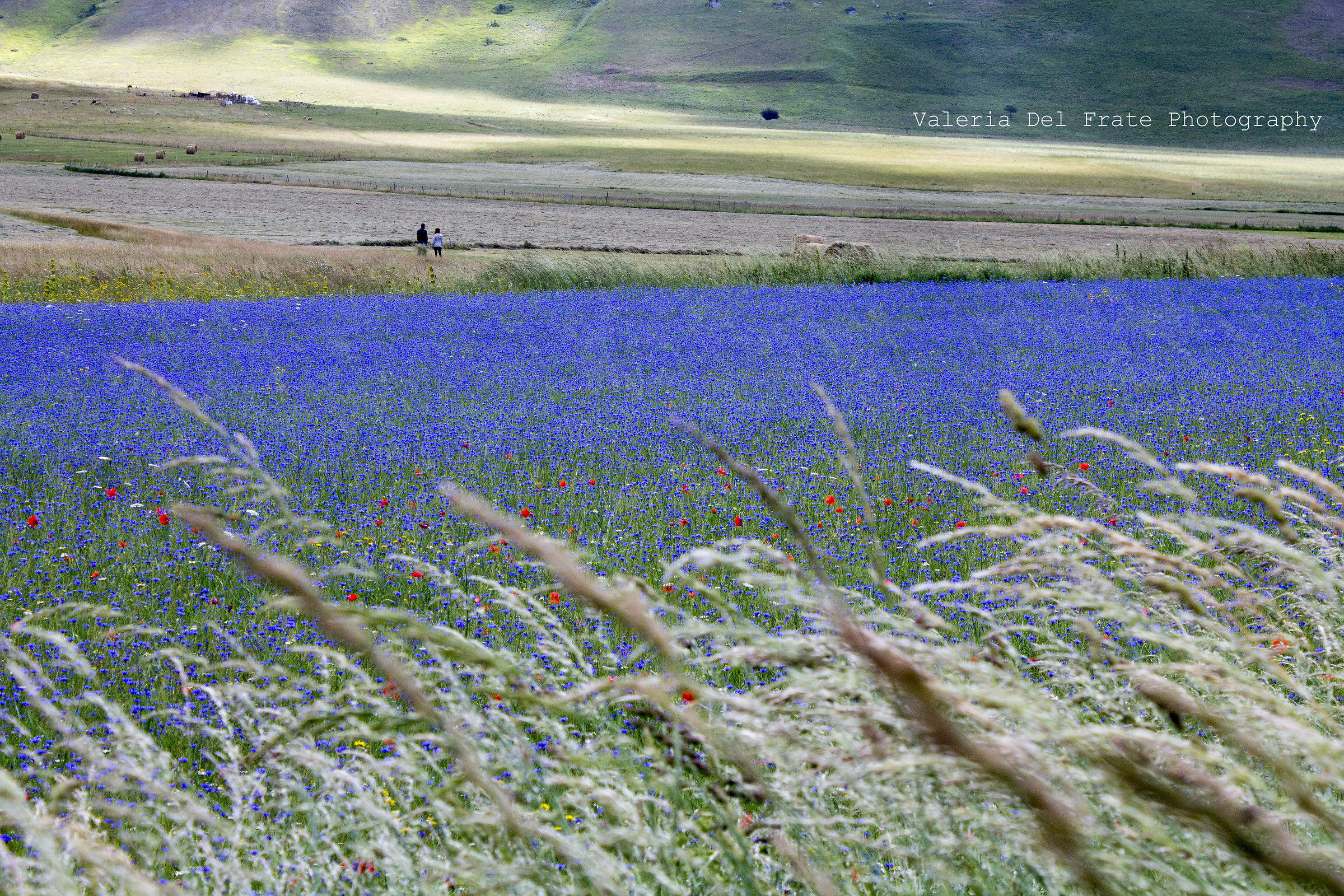 Castelluccio in bloom