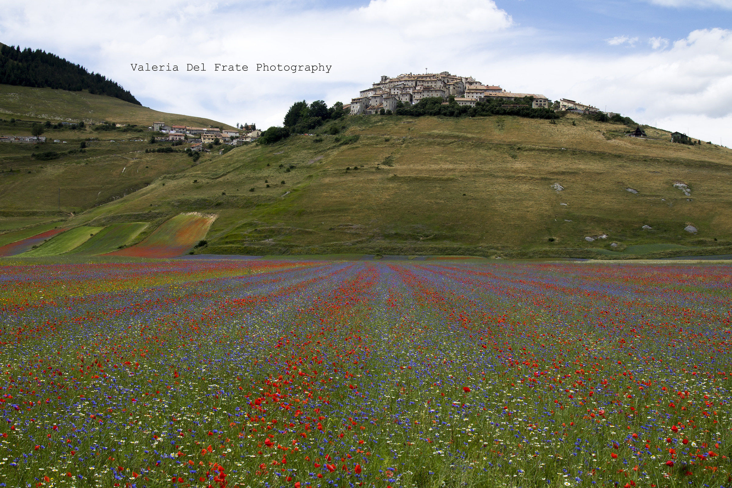 Castelluccio in Bloom