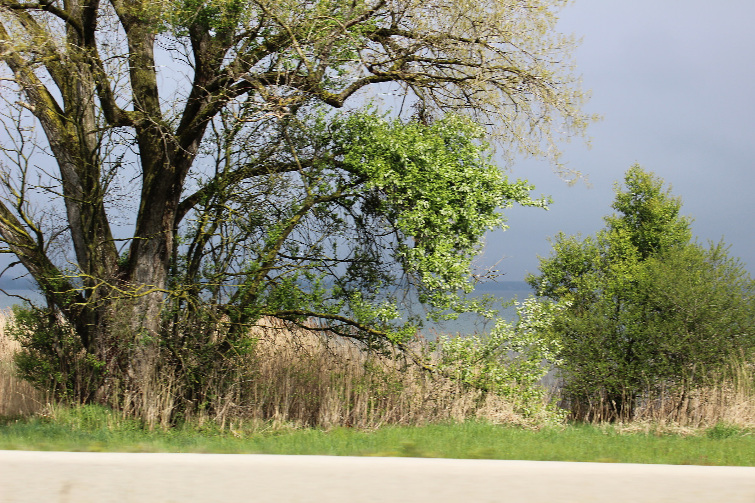 Savana nel lago di Monaco