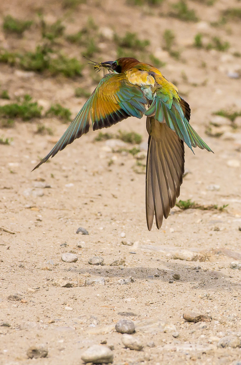 bee-eater with prey