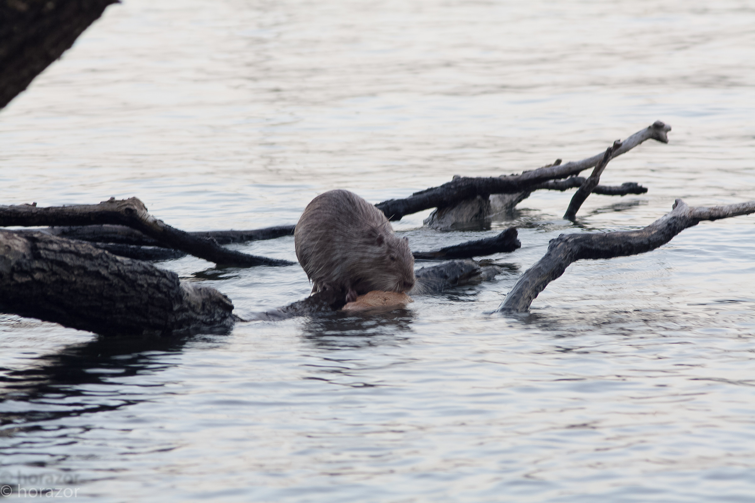 The Swan Lake ... the ugly duckling