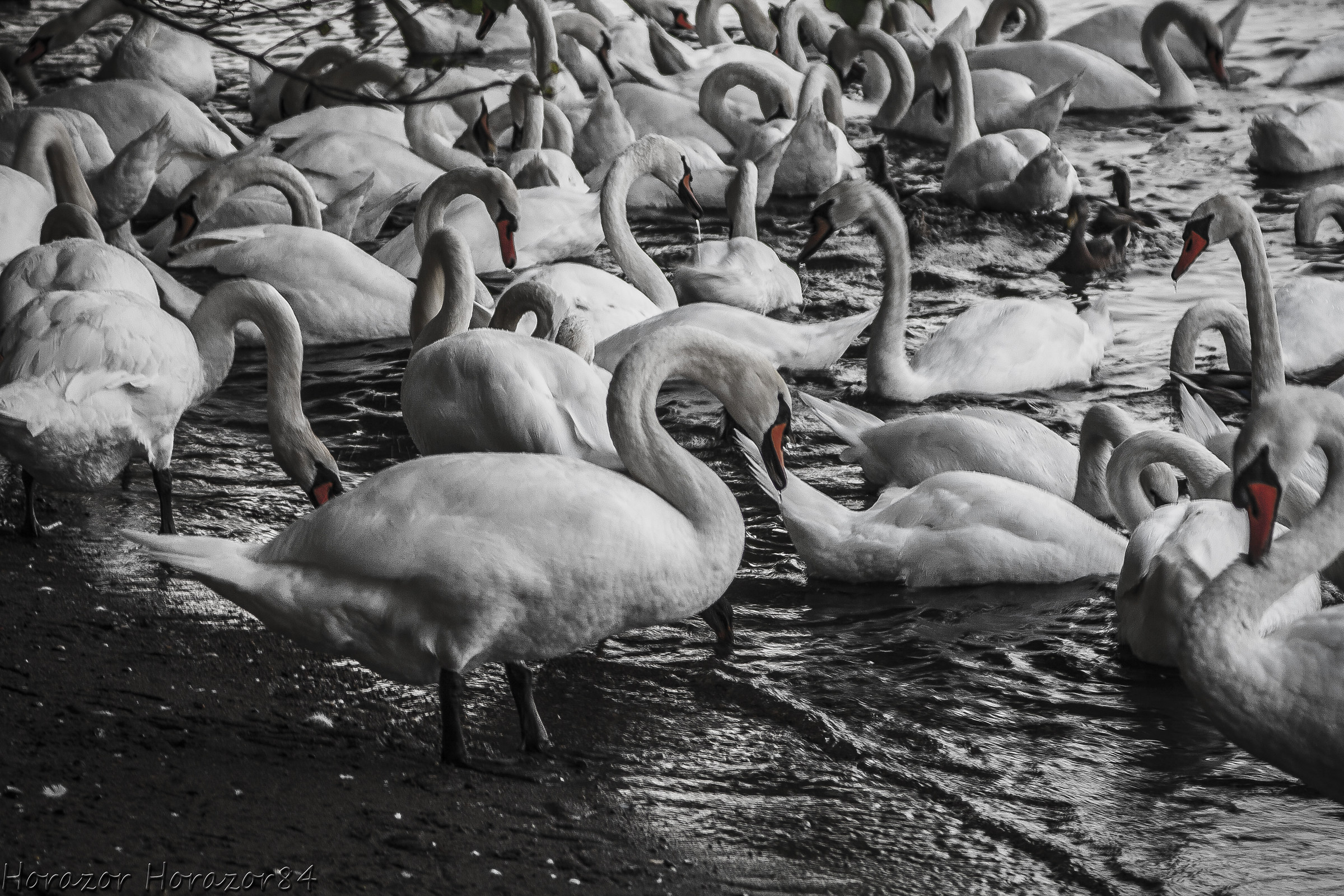 Bilanciamento bianchi