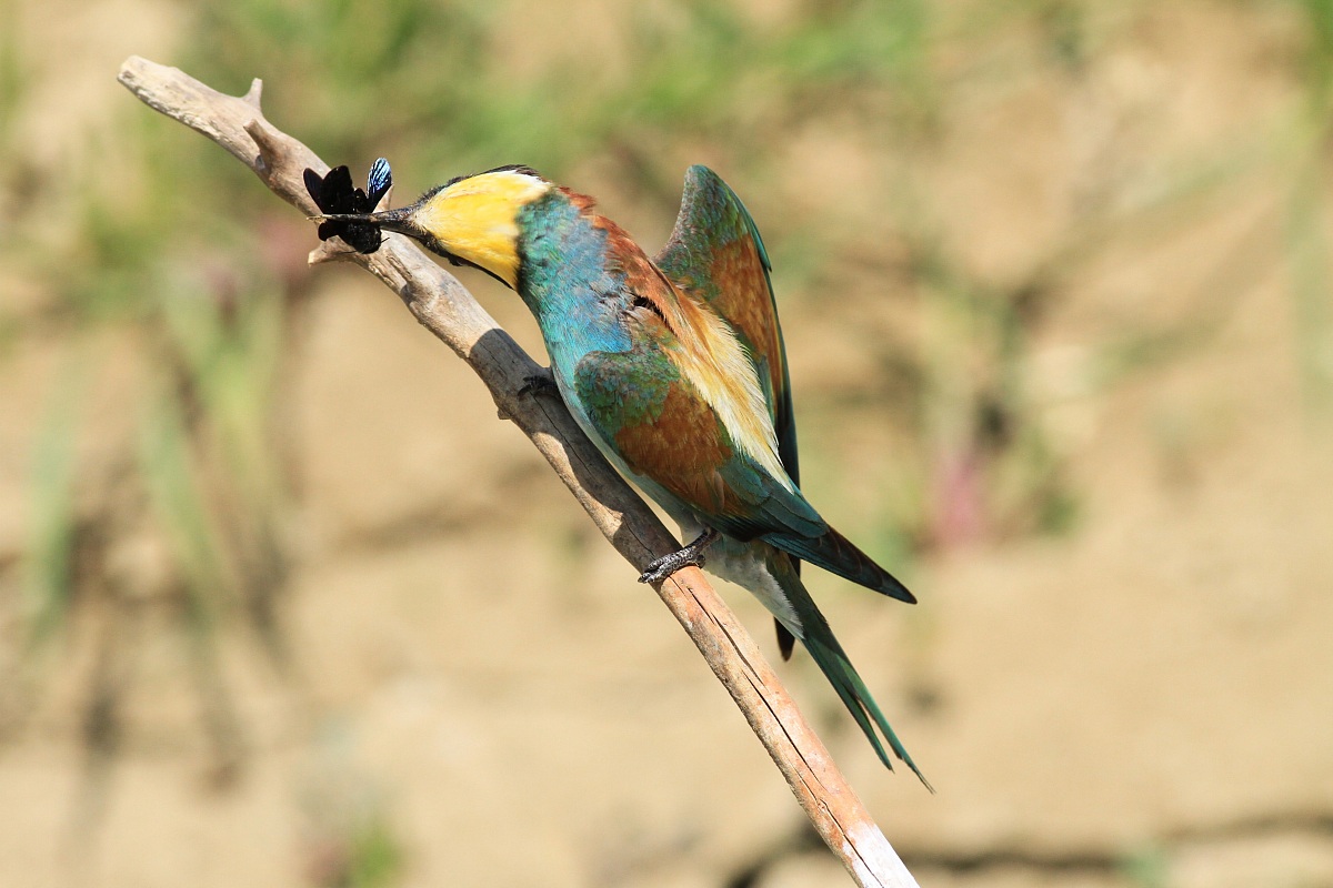 torsion of the neck ....... for a big prey ..........