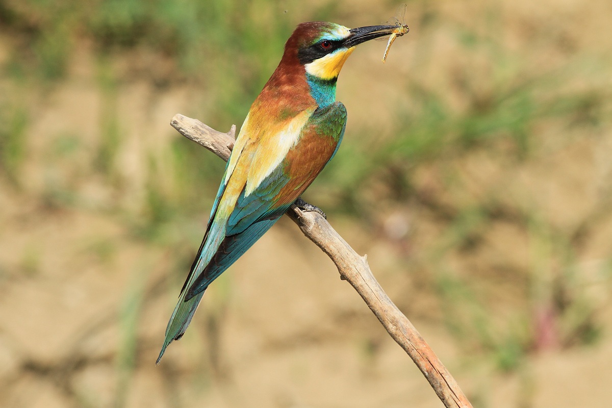 bee-eater with dragonfly ...........