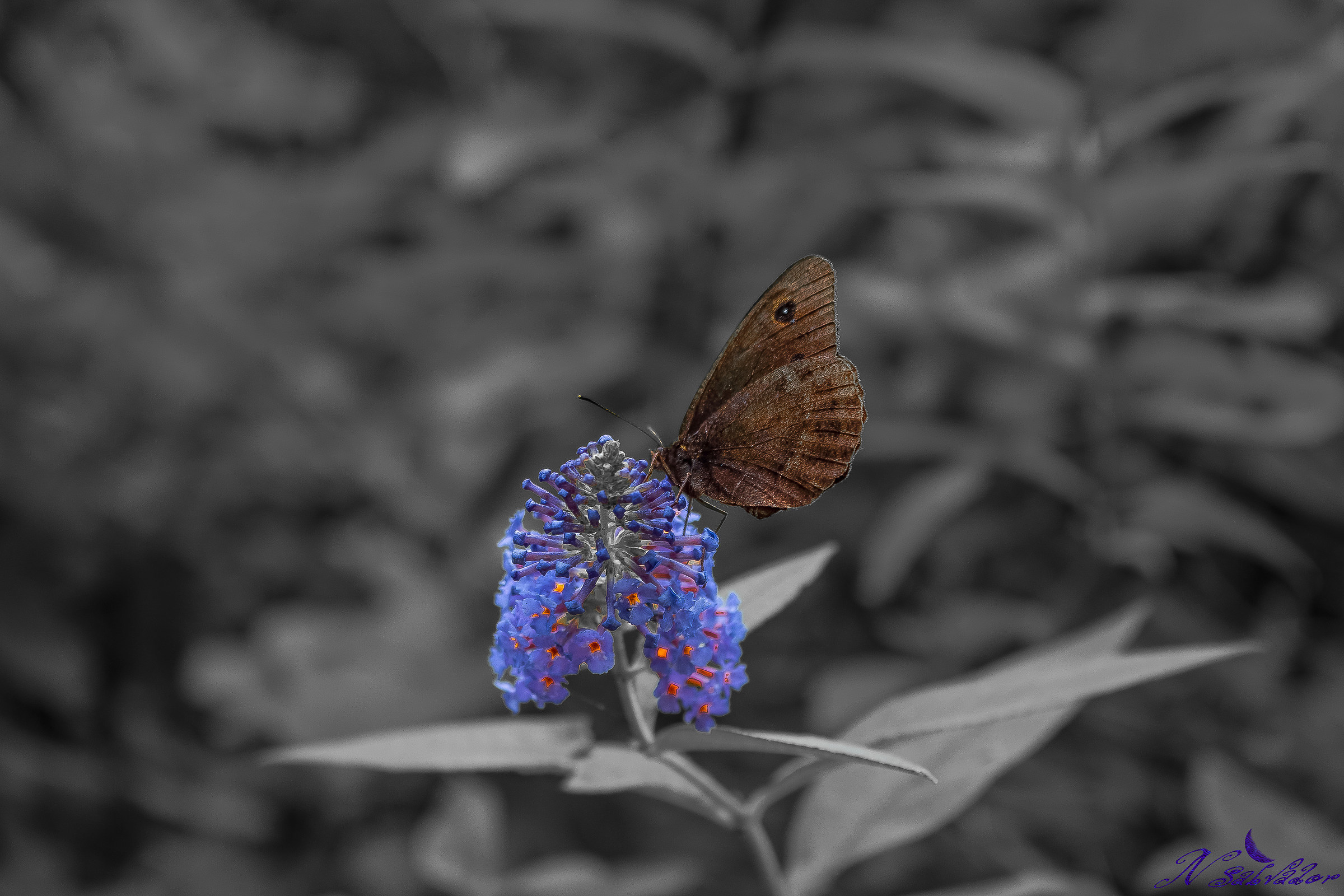 Butterfly