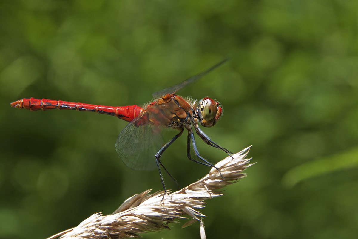 Sympetrum sanguineum