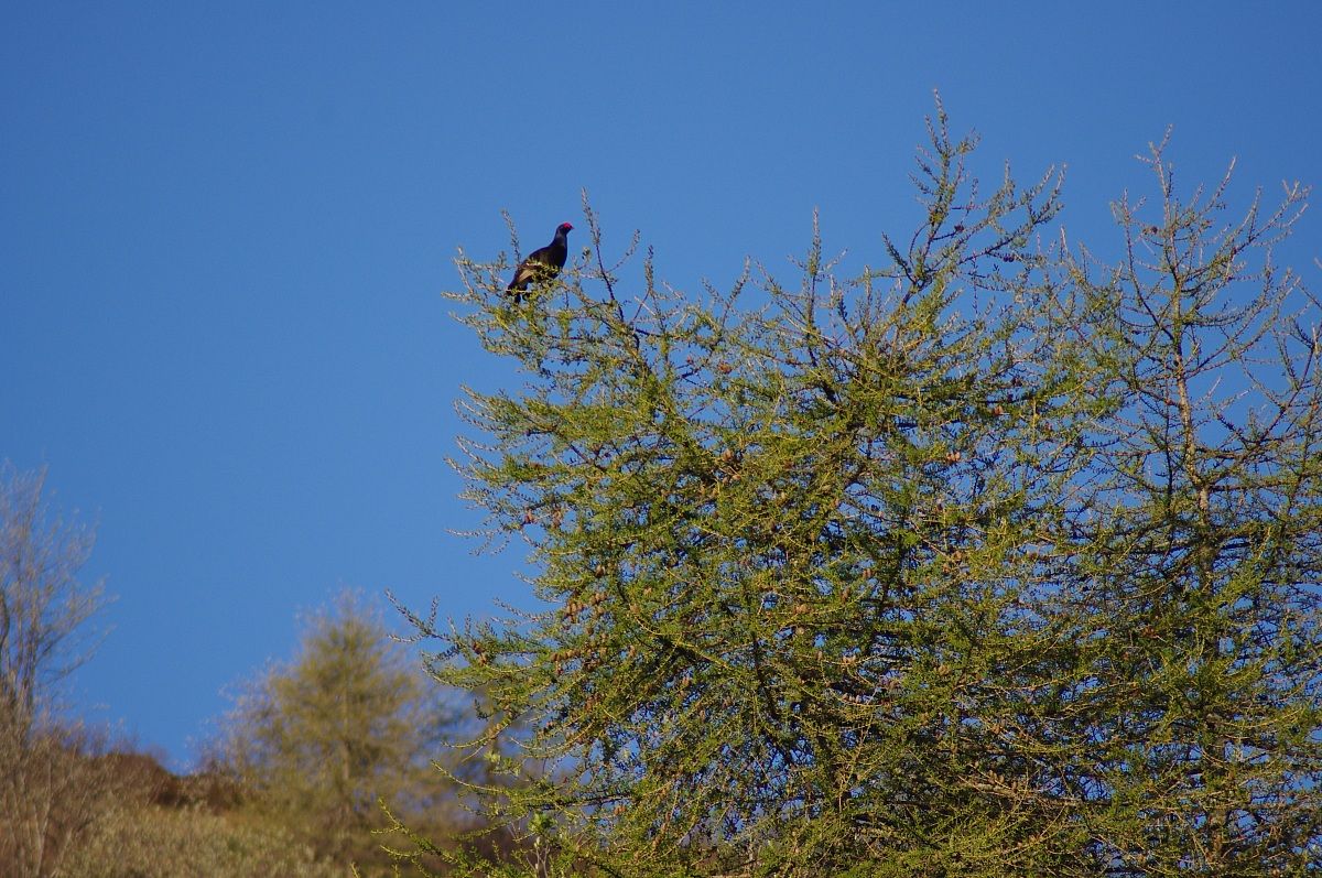 Fagiano di monte (Tetrao tetrix) su larice