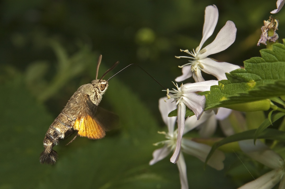 Macroglossum stellatarum