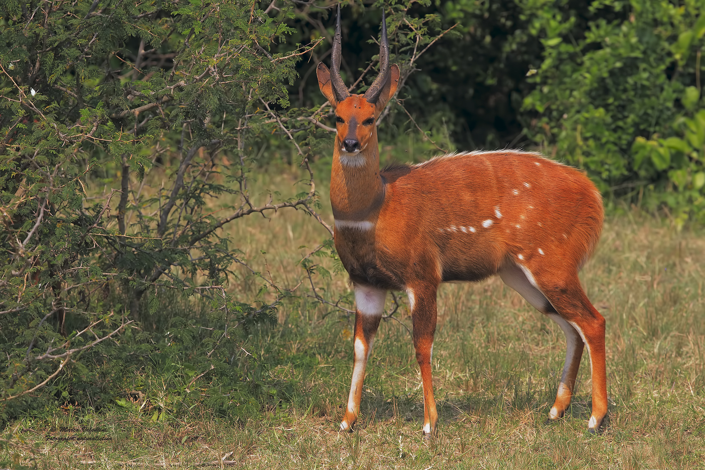 L'eleganza del tragelafo