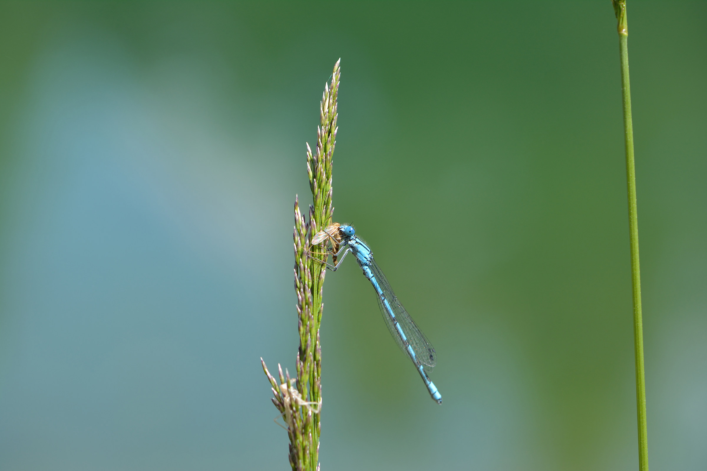 Il pranzo è servito