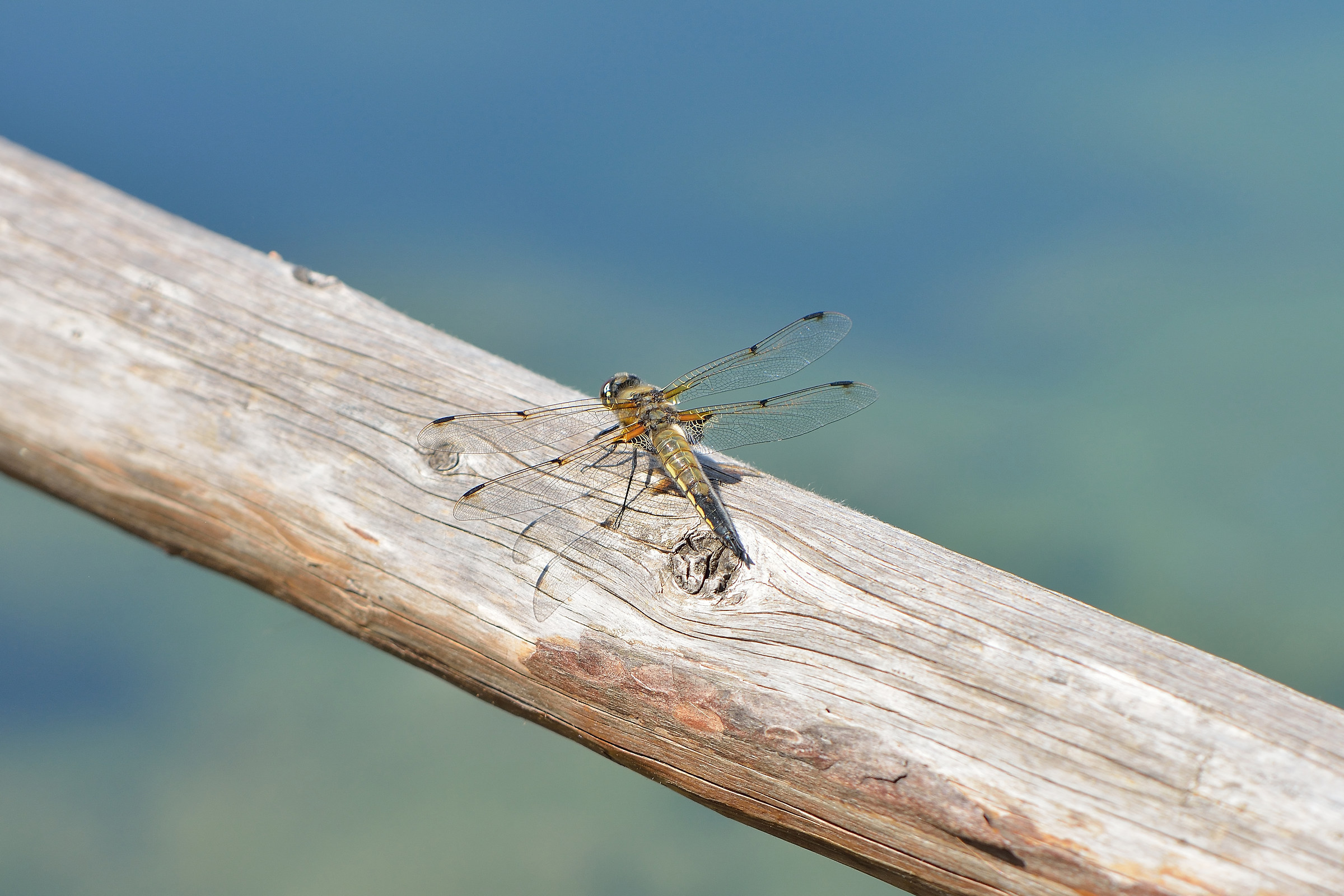 Libellula