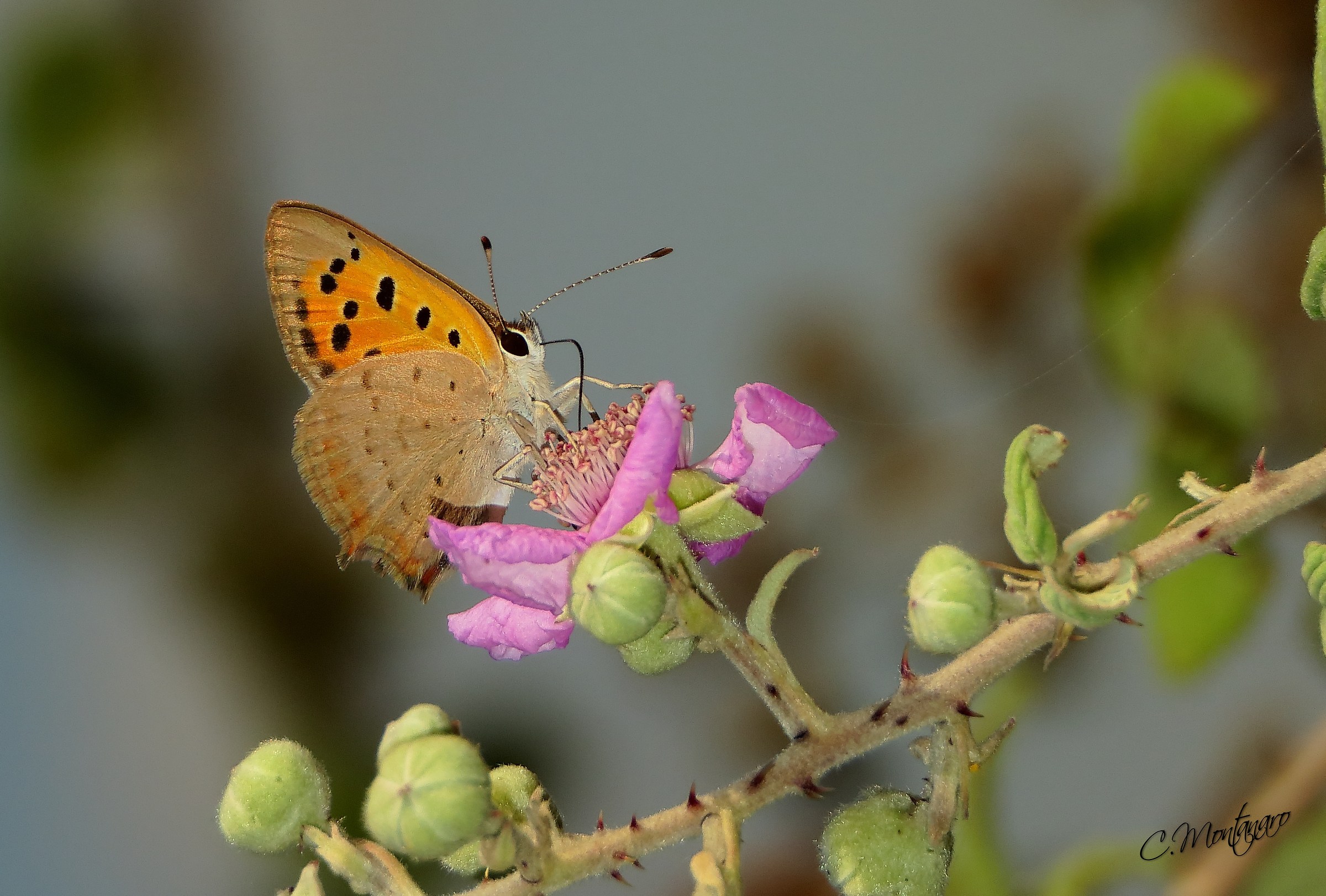 Lycaena phlaeas