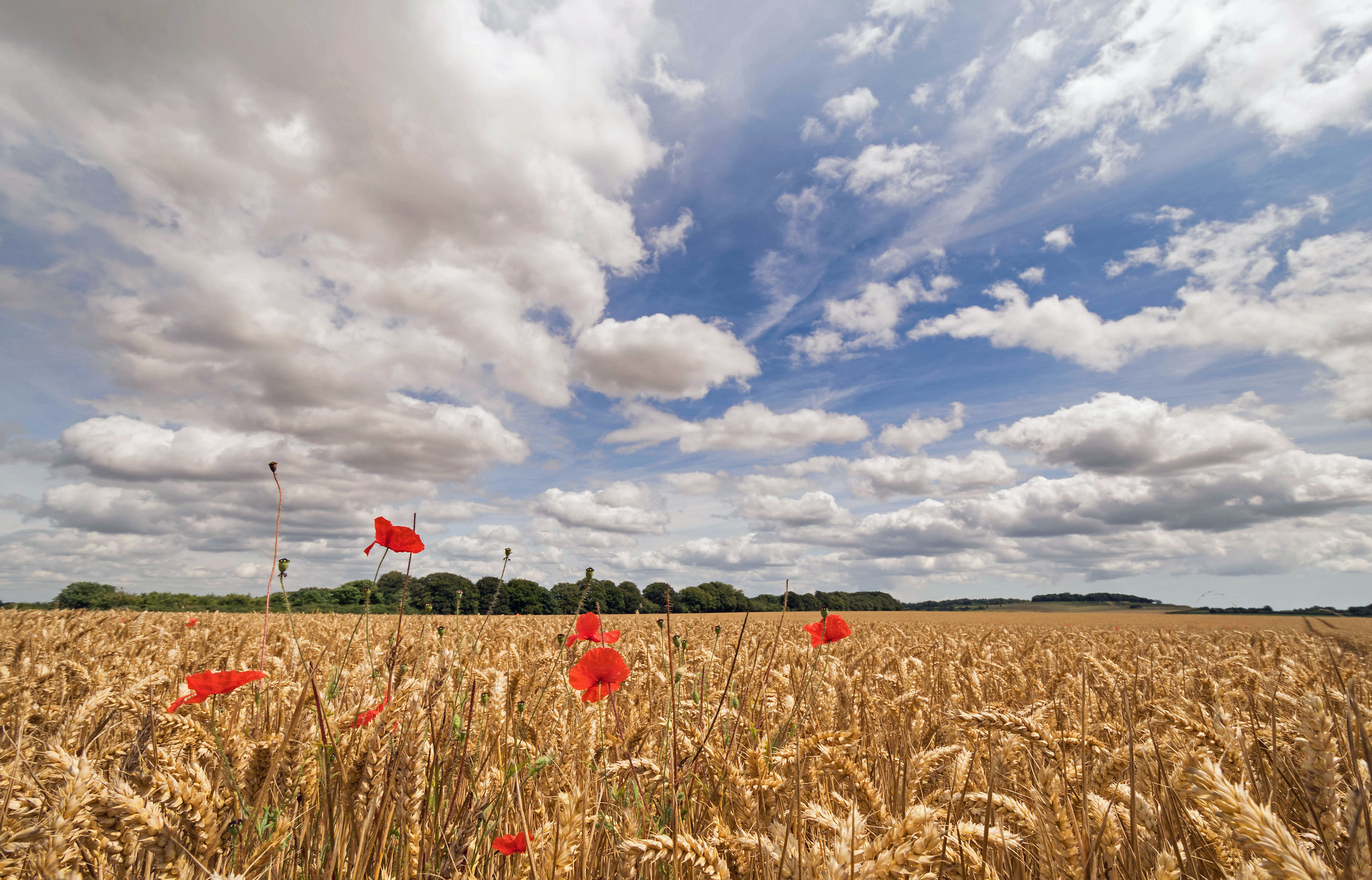 Papaveri prima del raccolto