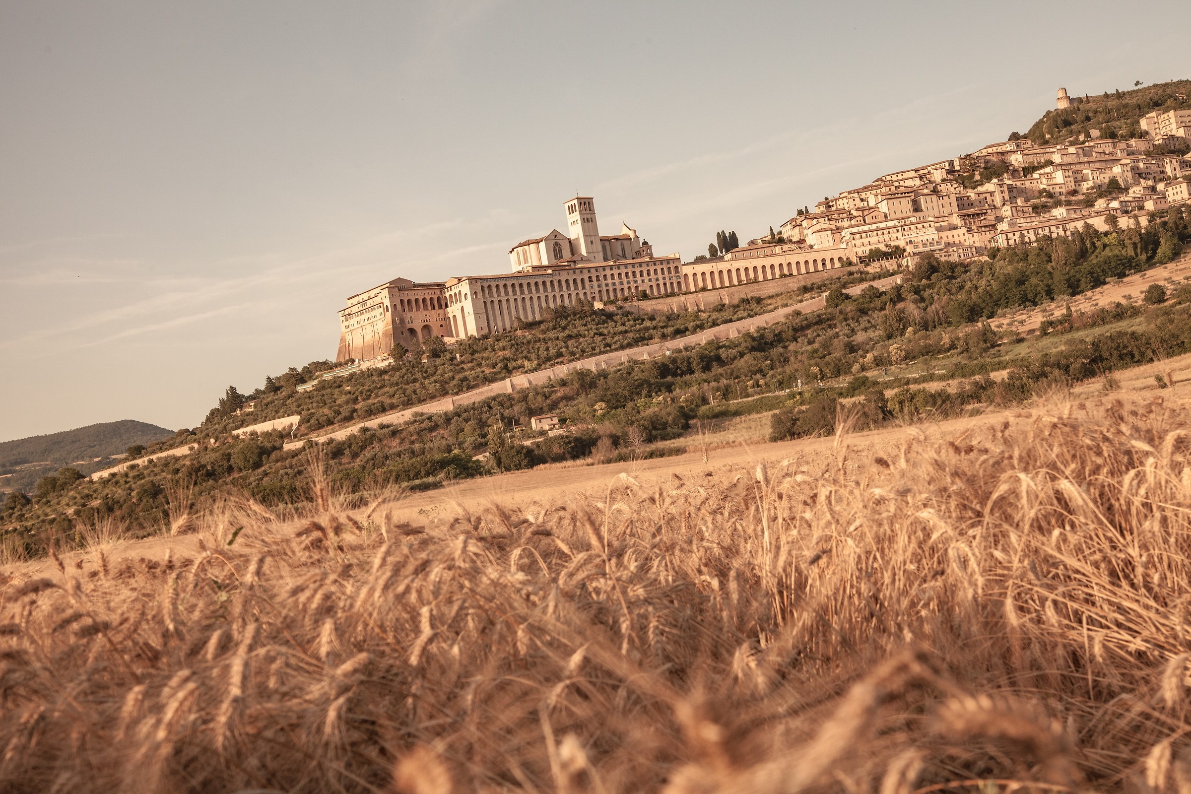 Summer of Assisi