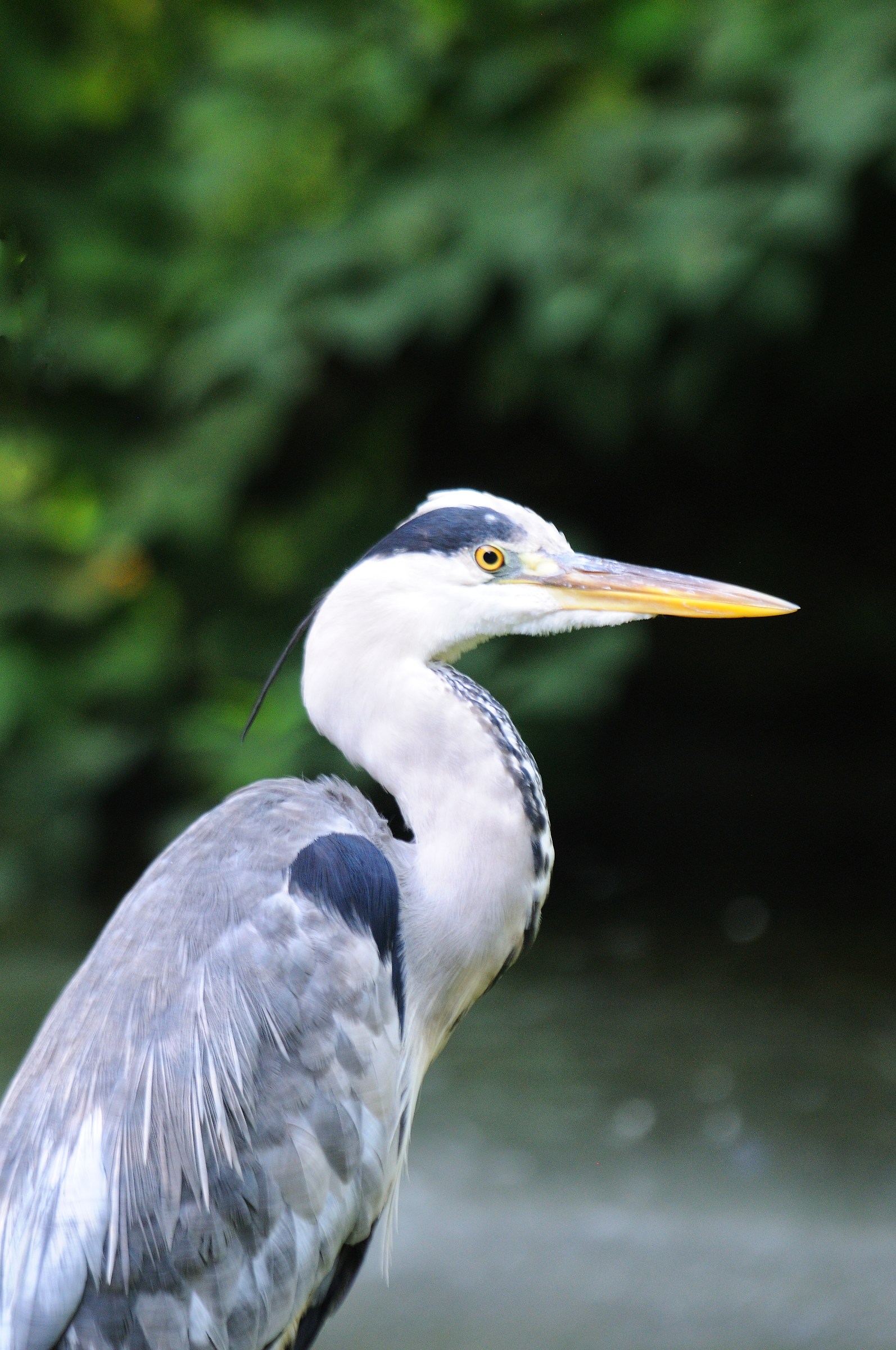 Airone cenerino profilo