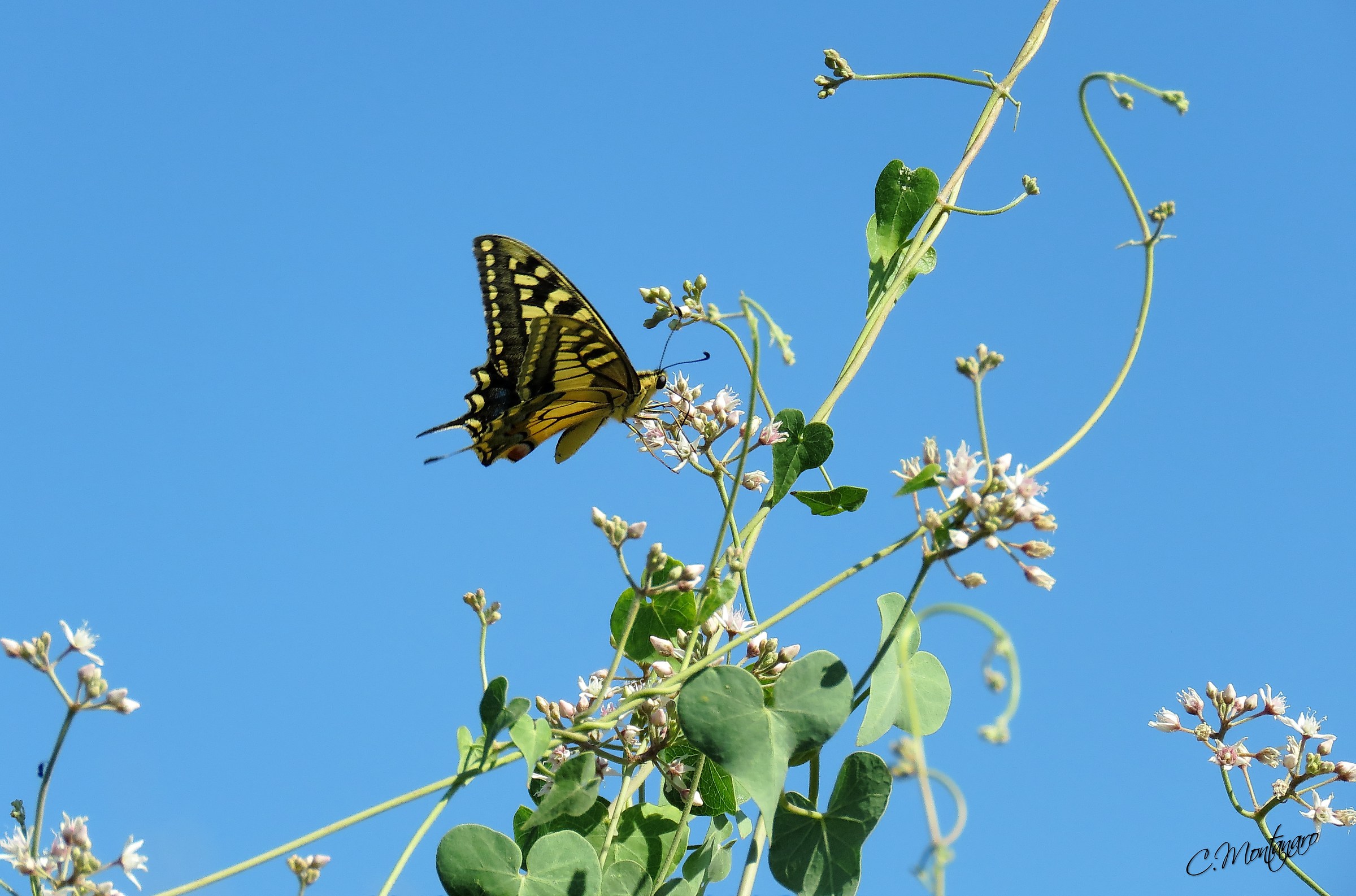 Papilio machaon