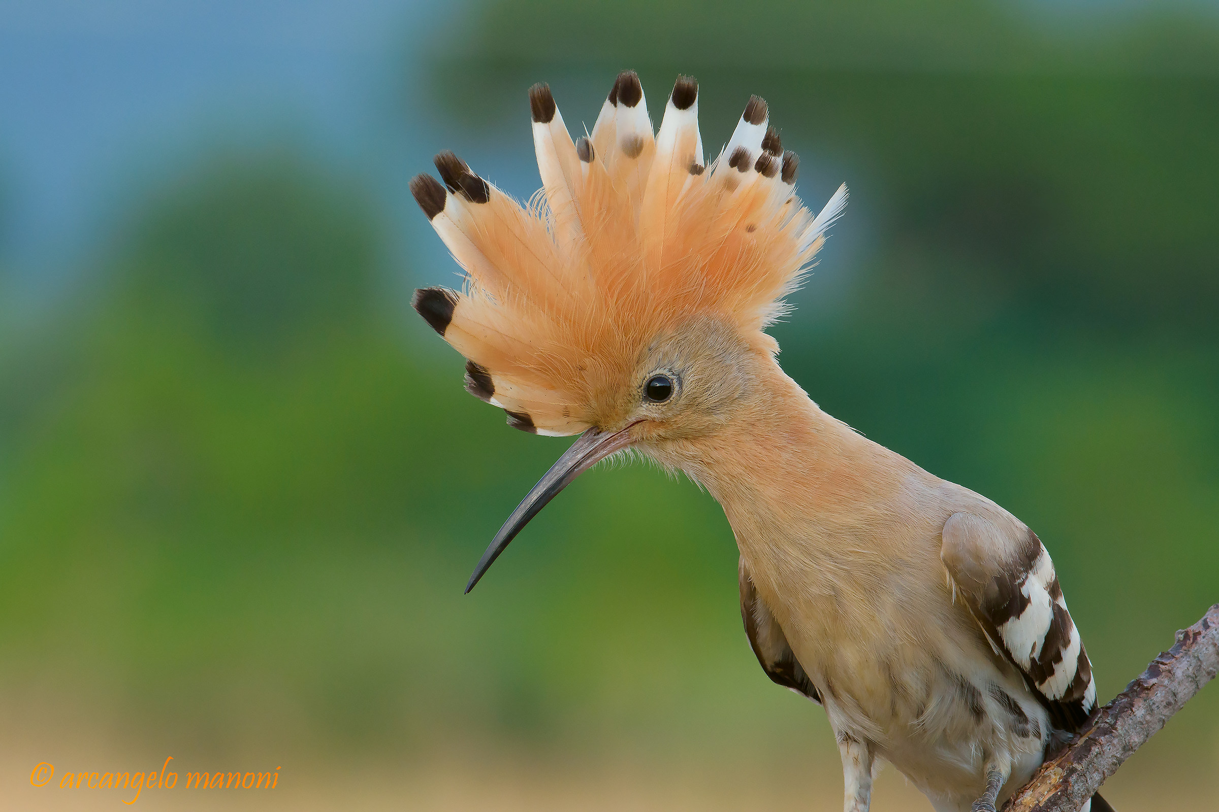 Light, colors and crest