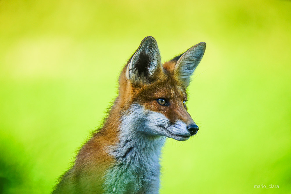 fox portrait