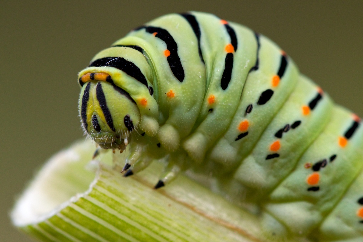 Caterpillar of Papilio Machaon